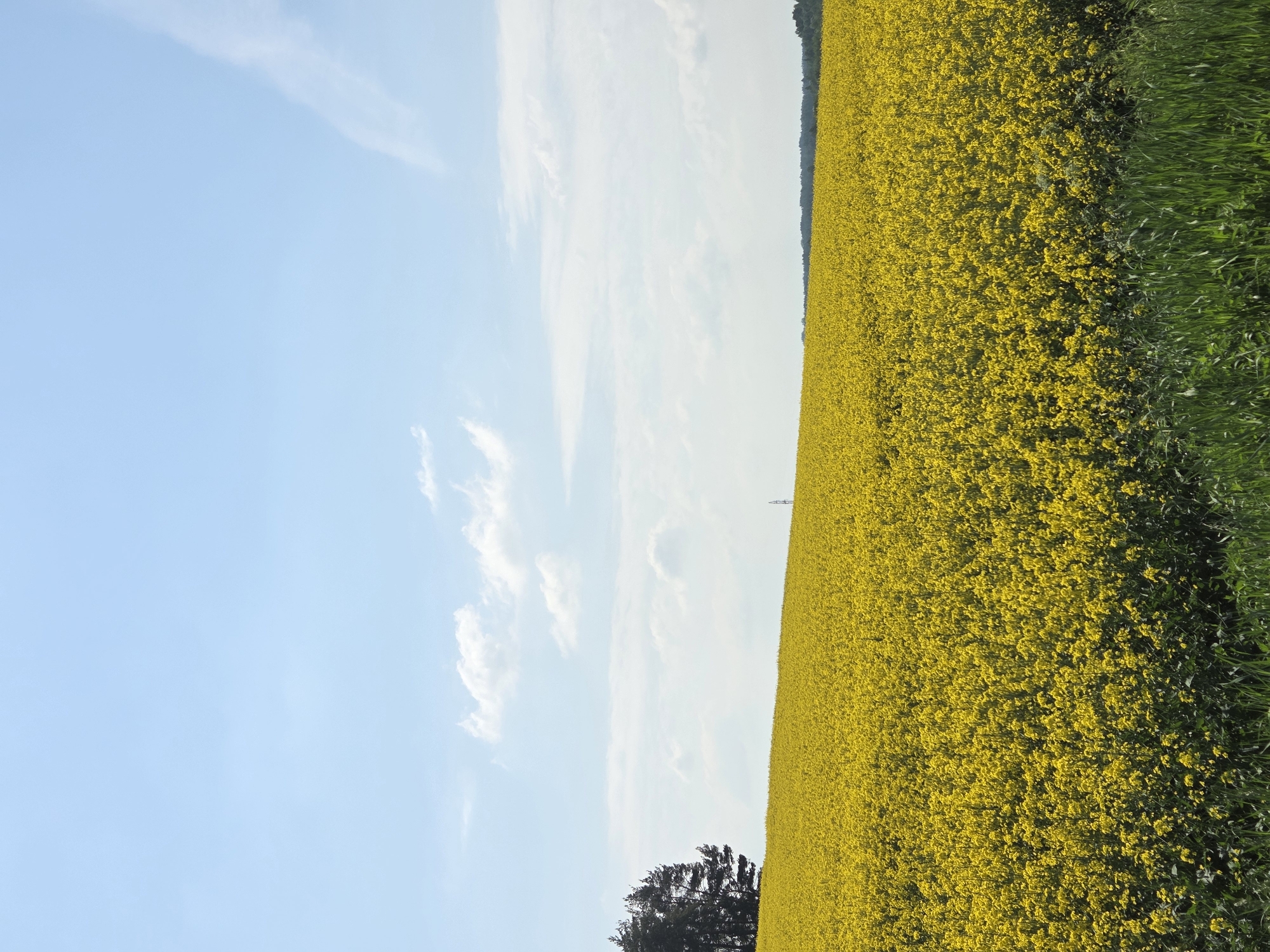 Rural Spring Day Documented: Yellow Flowers, Beetle Discovery