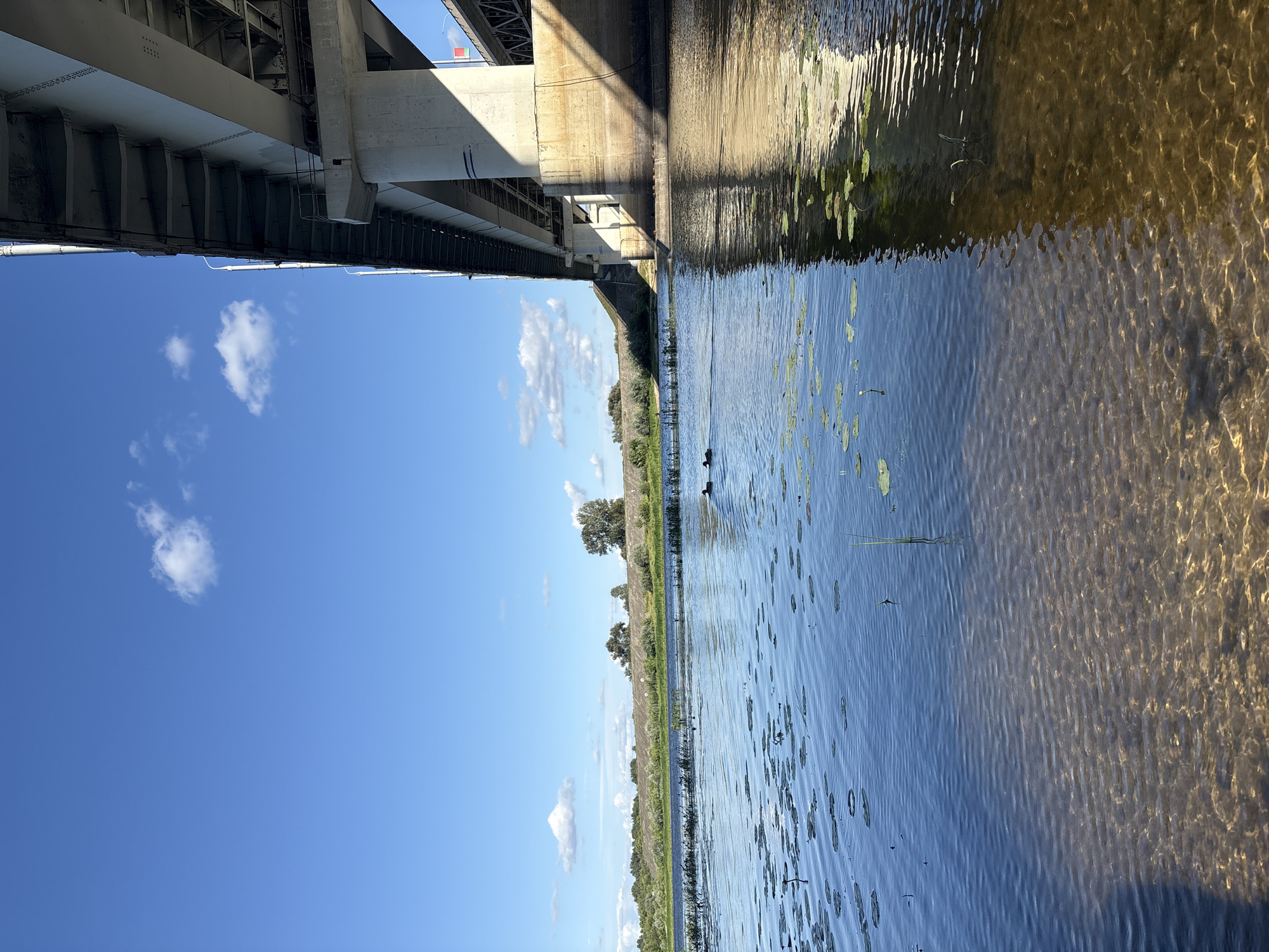 Swans, ducks, and calm water at a sunny riverside