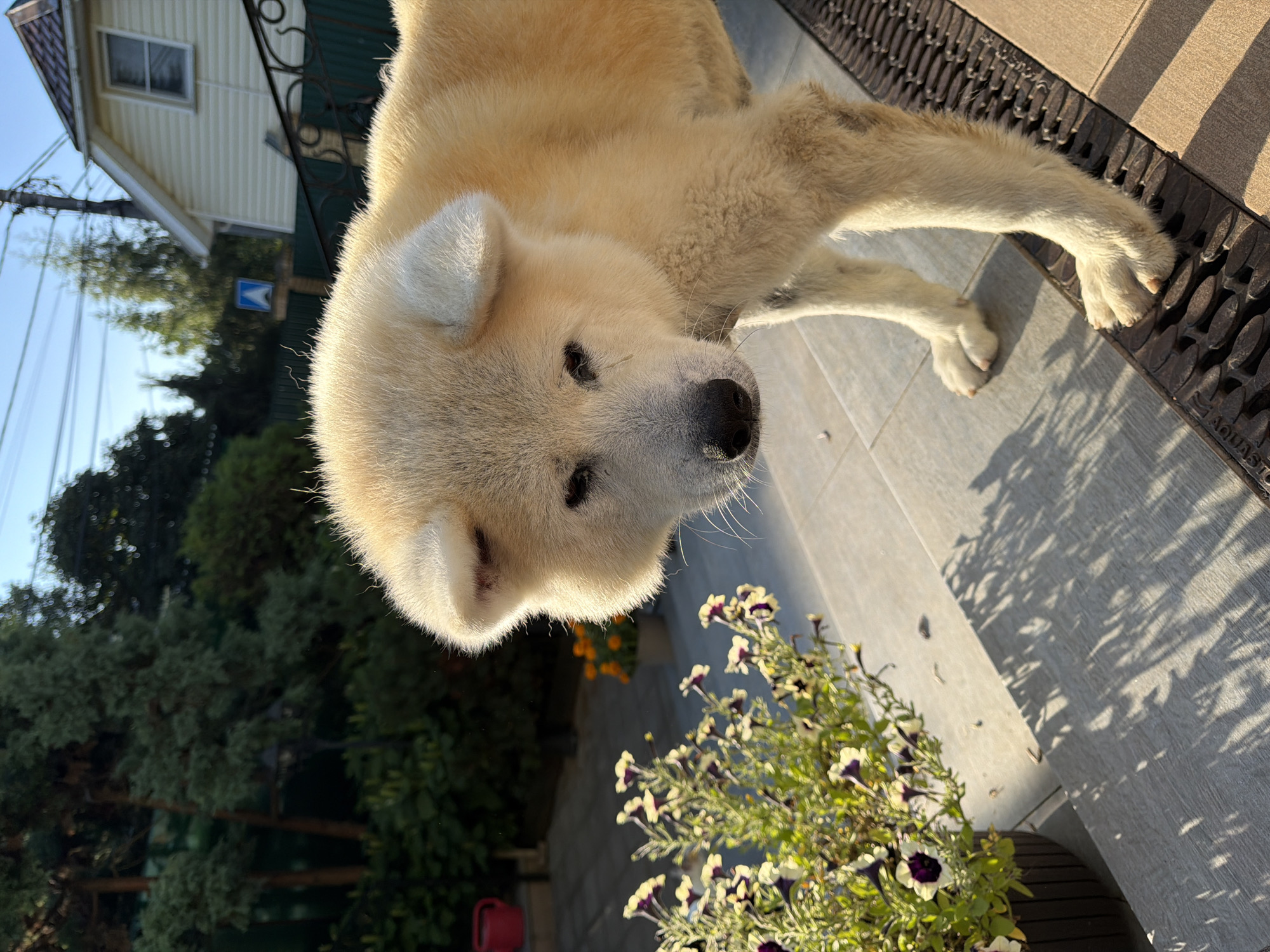 Fluffy Akita-type dog on a residential patio in Zhostovo