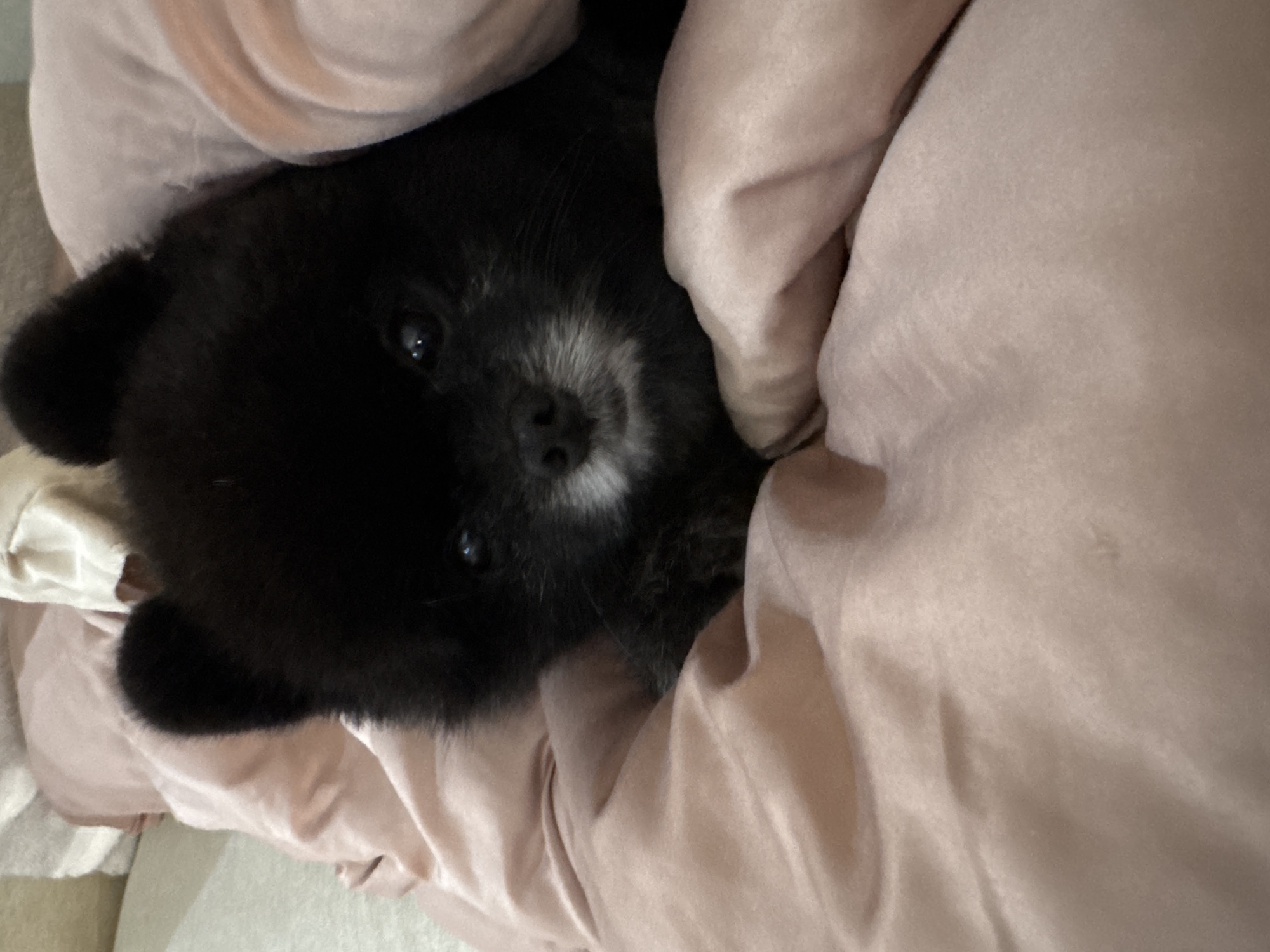 Black puppy rests in pink blankets in Kathu