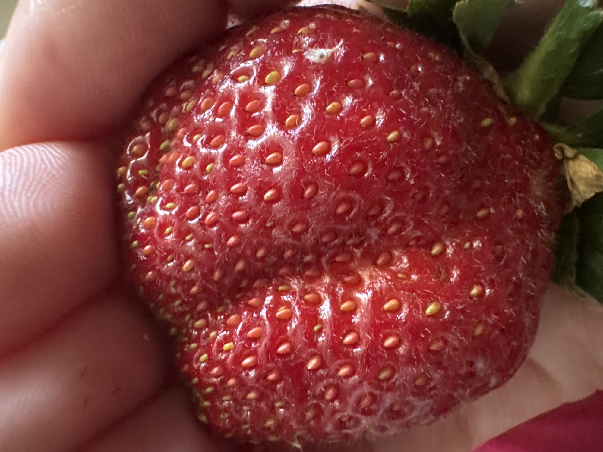 A quiet Sochi morning: fresh strawberries, skincare, and street scenes