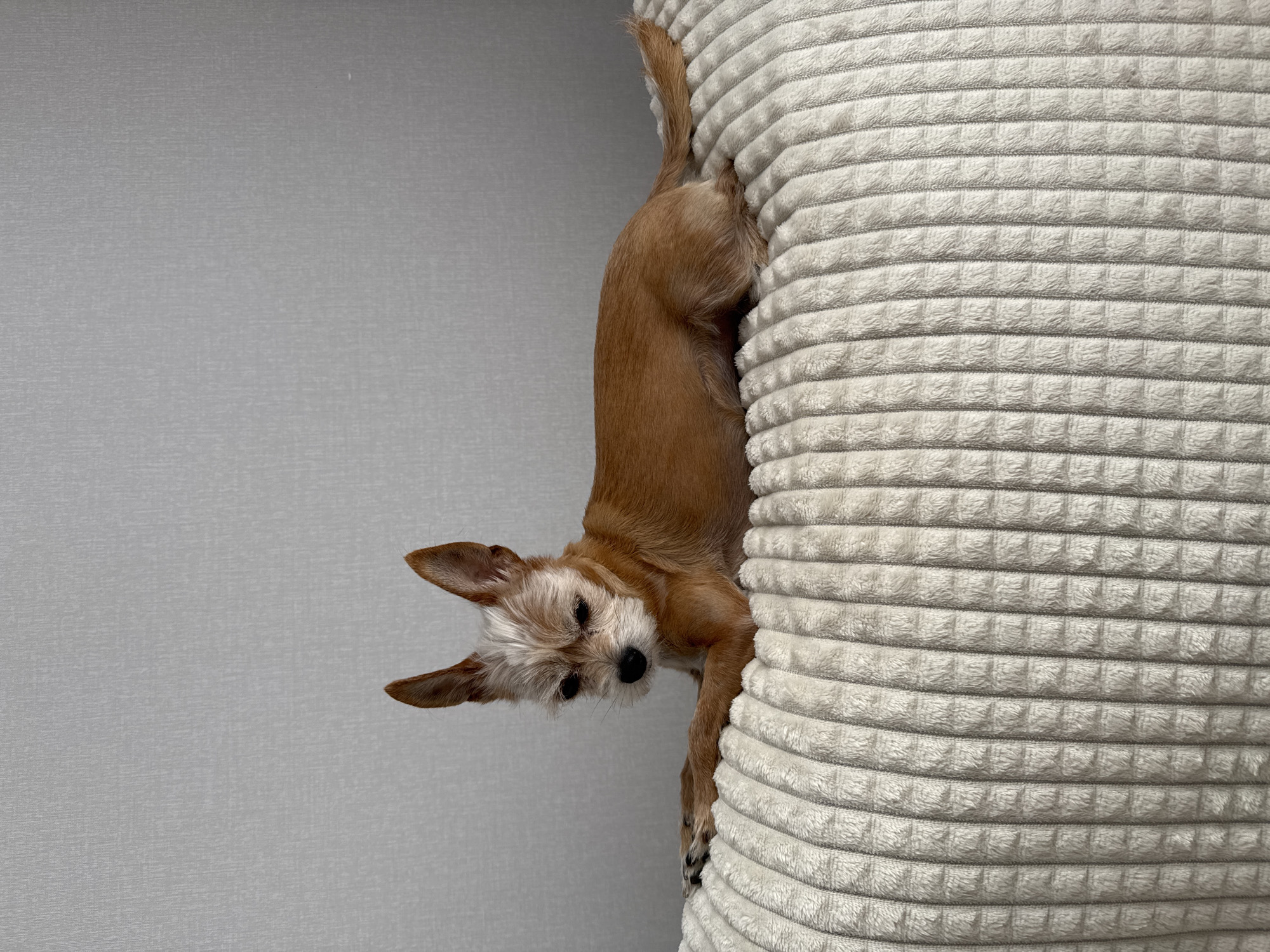 Small tan dog relaxing and window-watching on a grey sofa