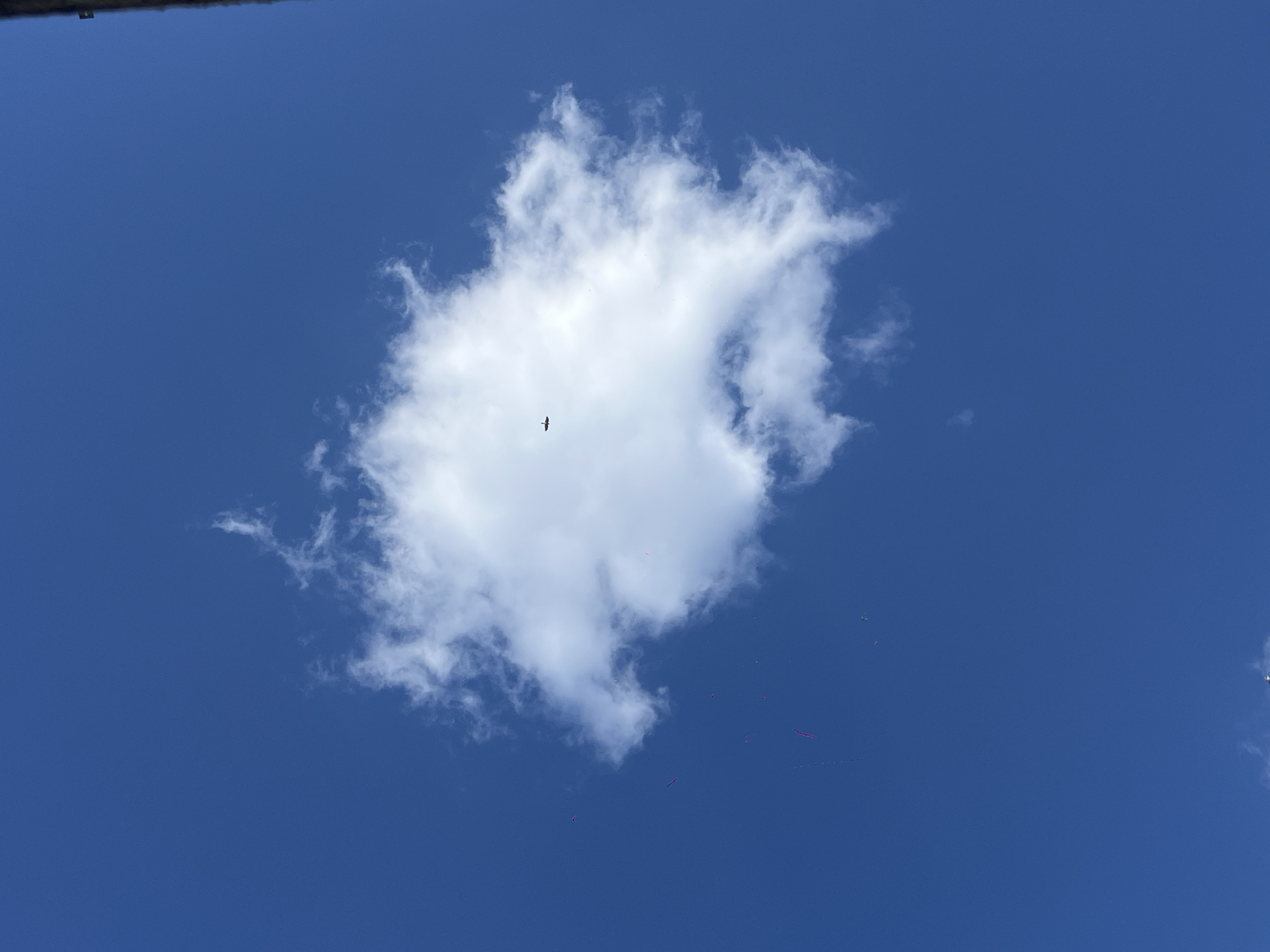 Bird spotted flying through cloud with unidentified objects nearby