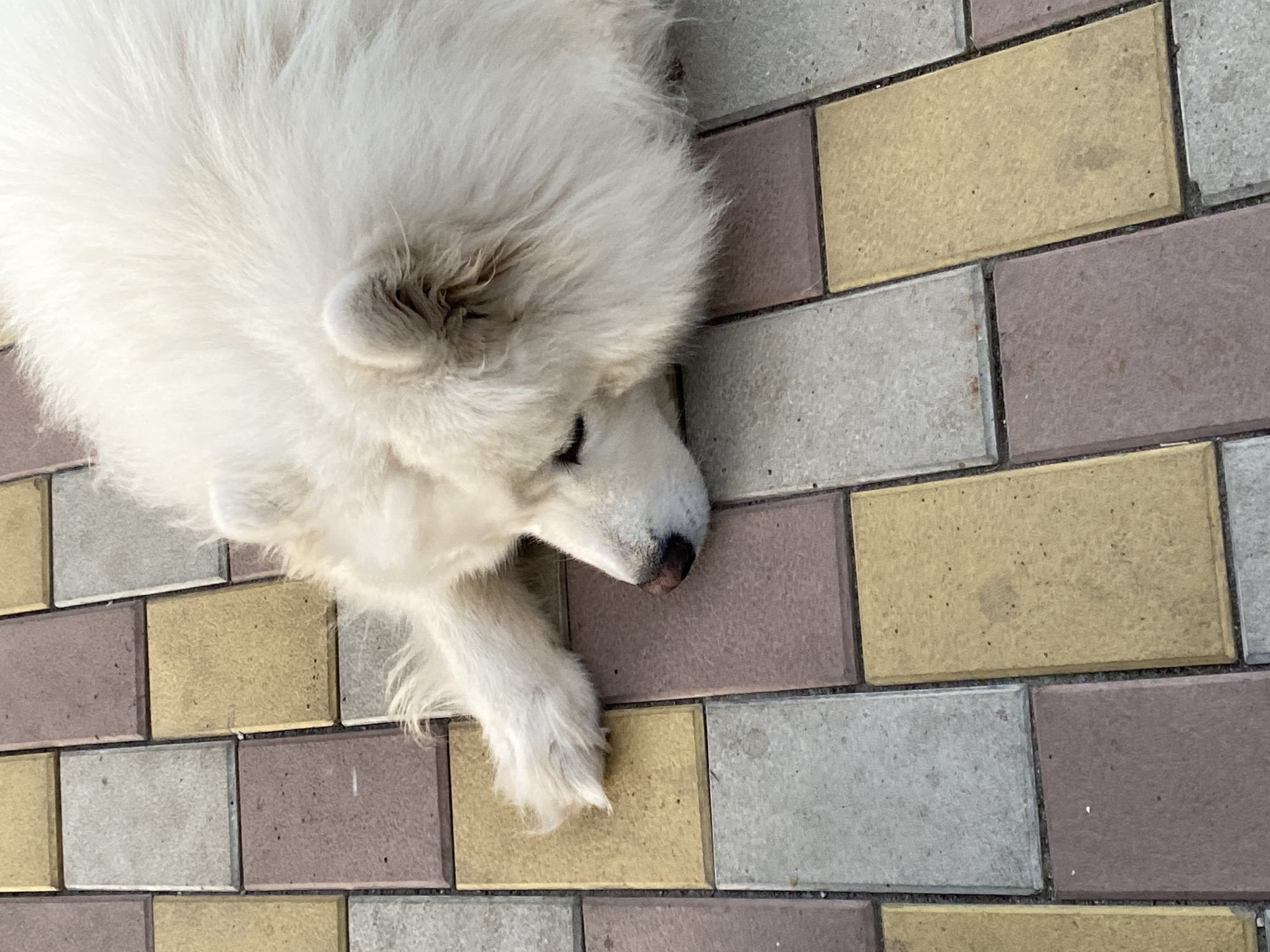 Samoyed dogs hang out on a brick patio, miscellaneous items nearby