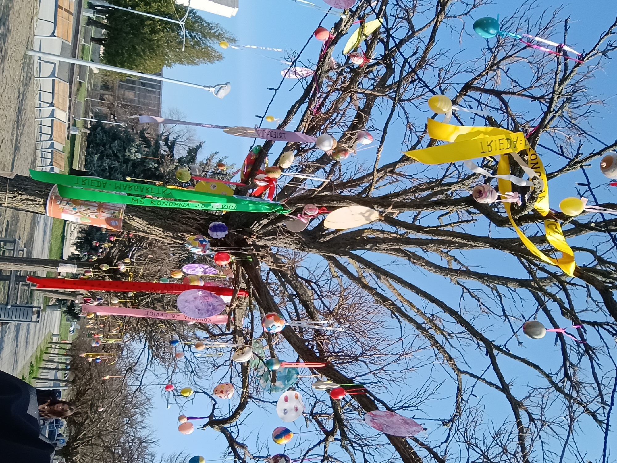 Decorated oak tree observed in Levice public park