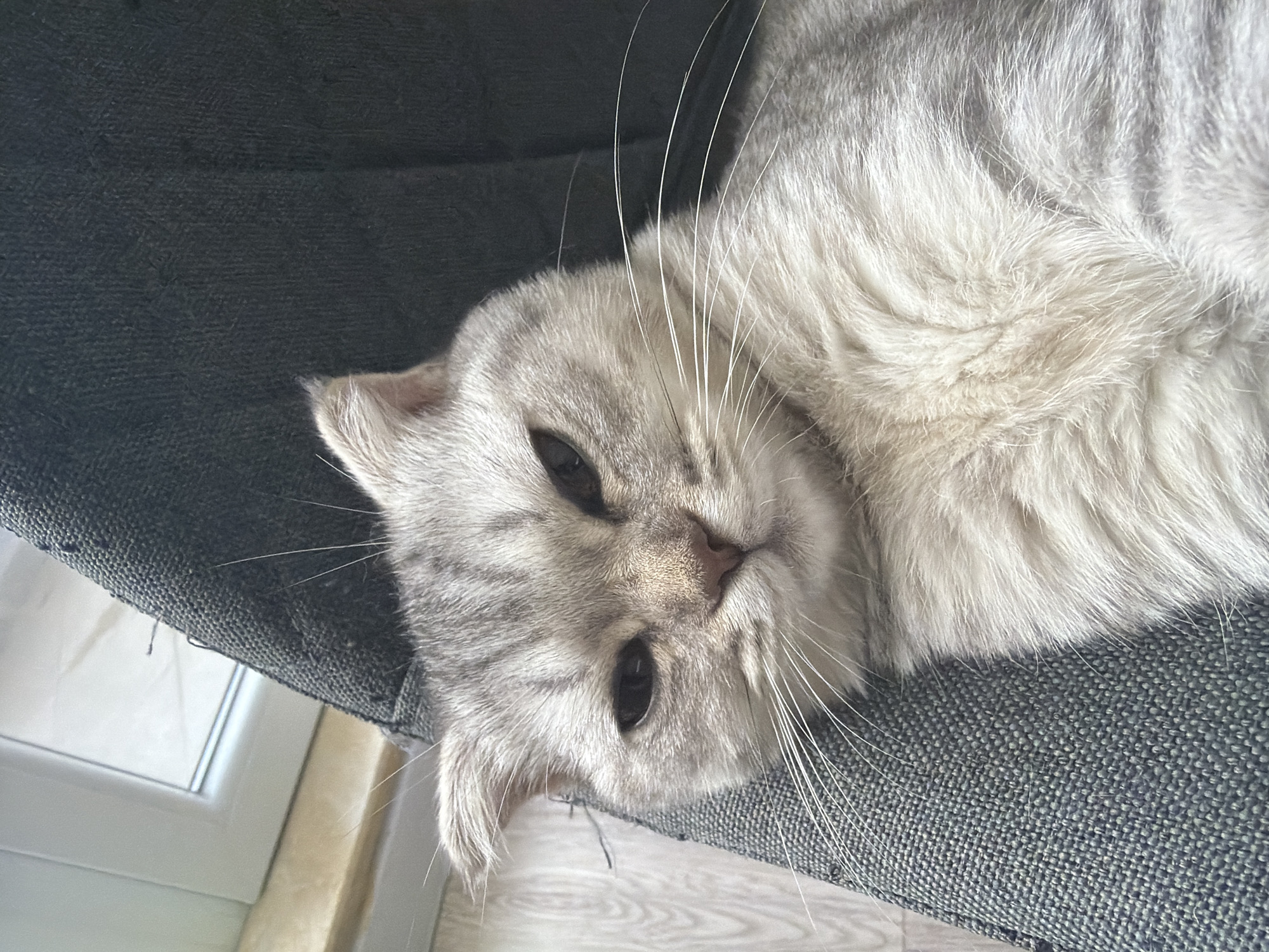 Scottish Fold cat spotted resting on gray chair