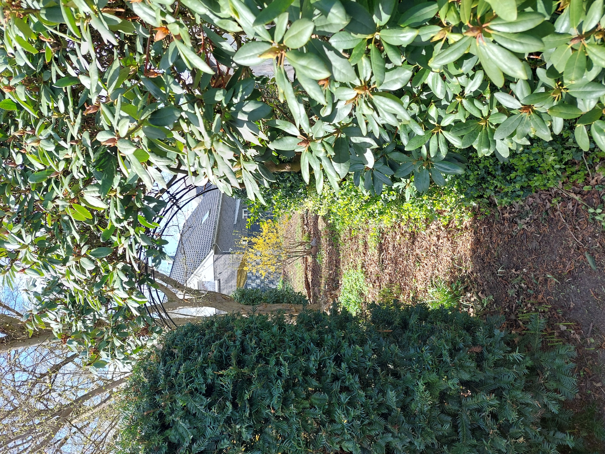 Spring morning documented in Ganderkesee home and garden
