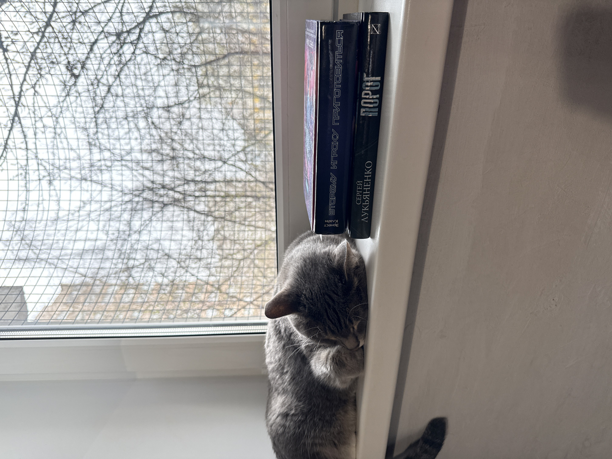 Gray cat spotted resting in Moscow home locations