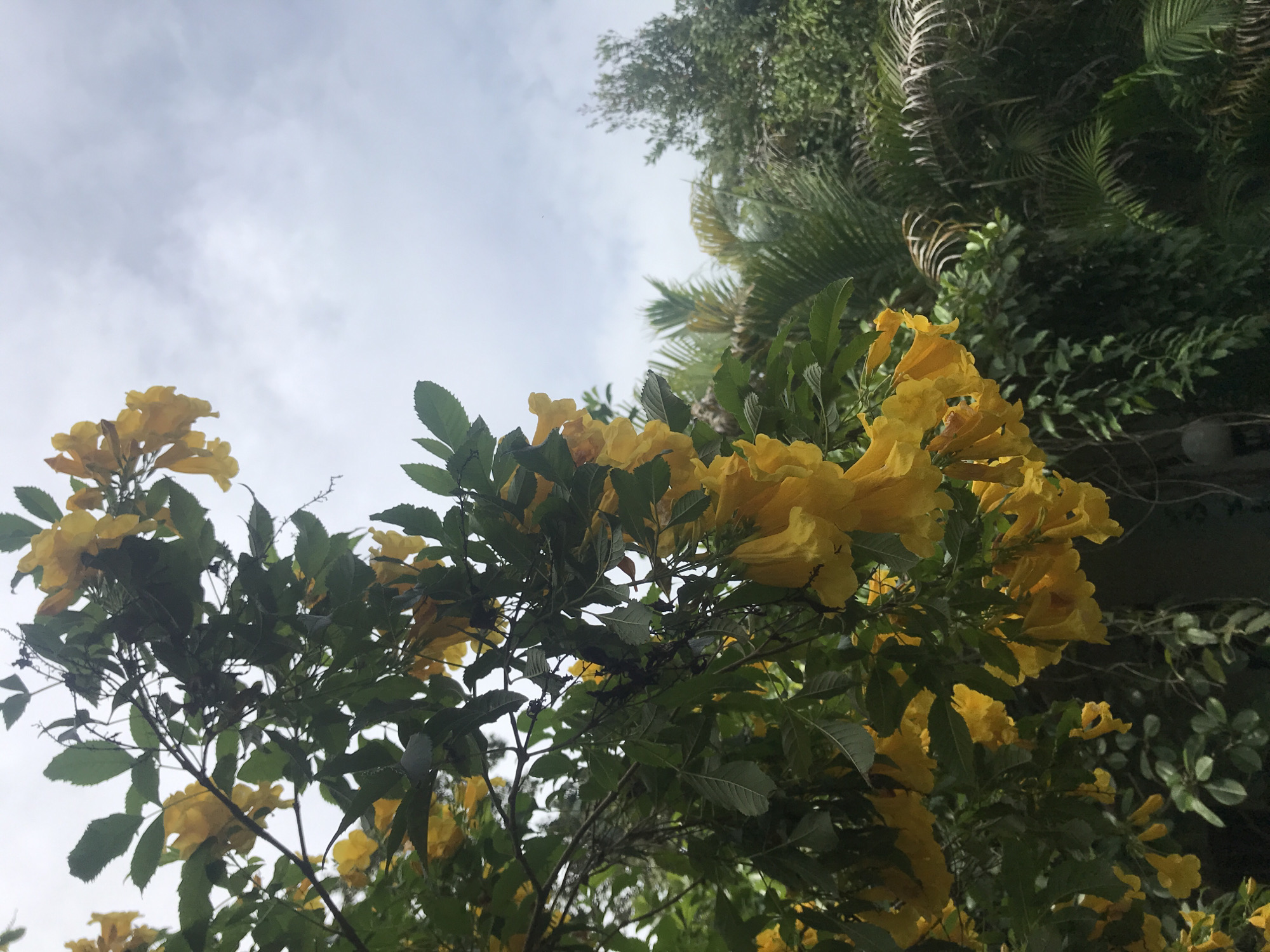 Morning botanical observations documented in rural Thailand village