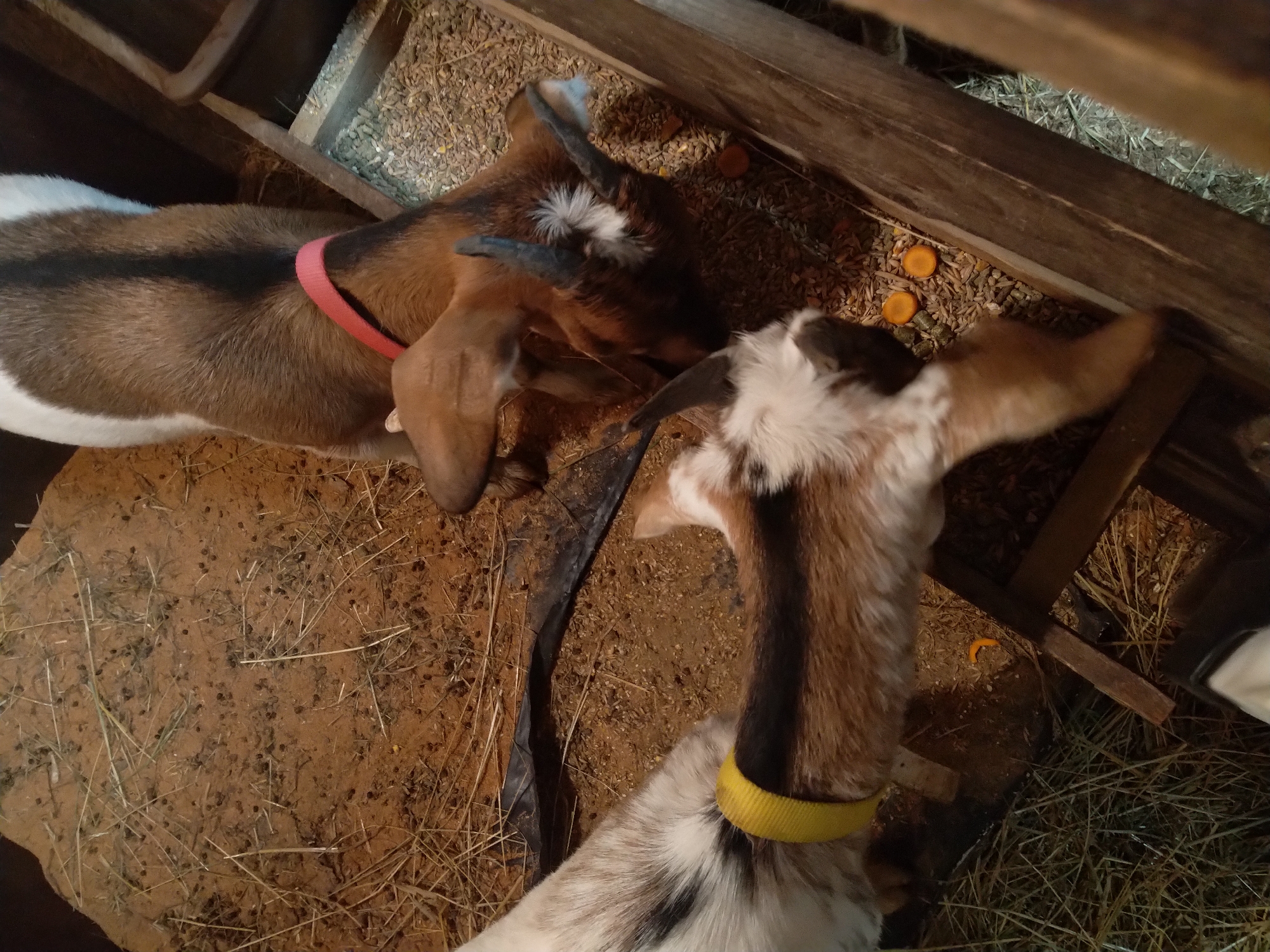 Goats and sheep going about their day in a farm pen
