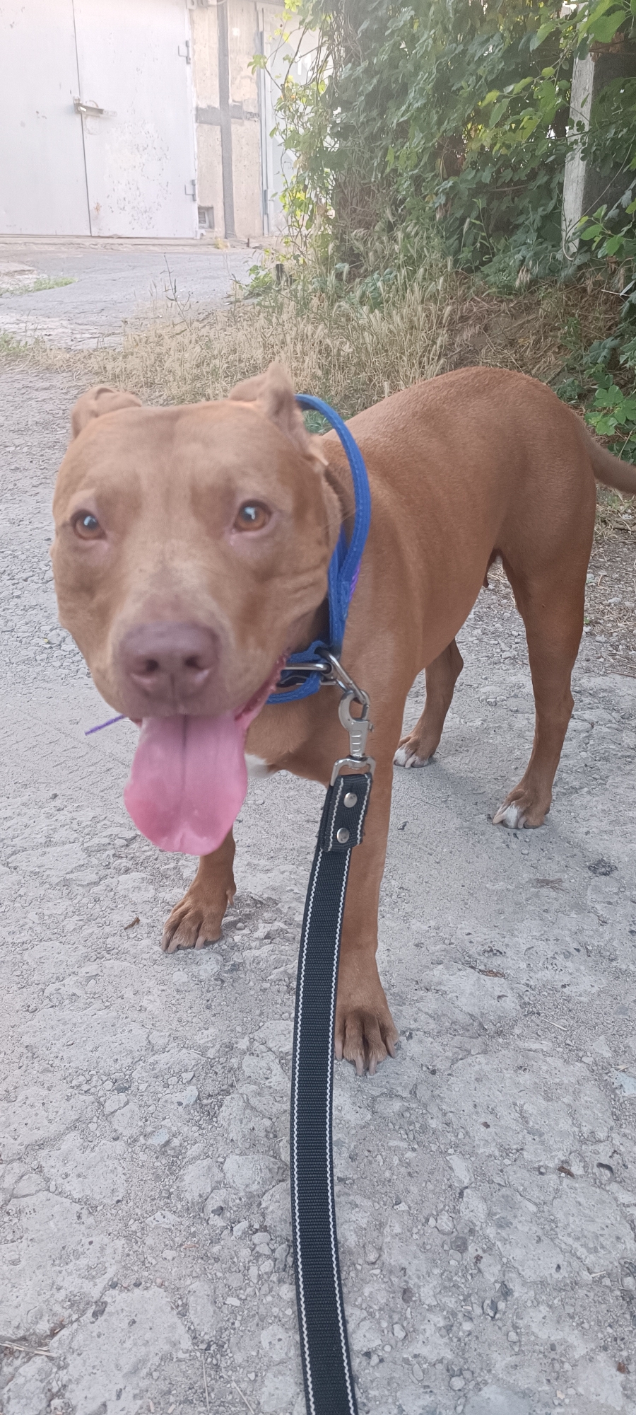 Pit bull on a gravel path in golden afternoon light, Zaporizhzhia