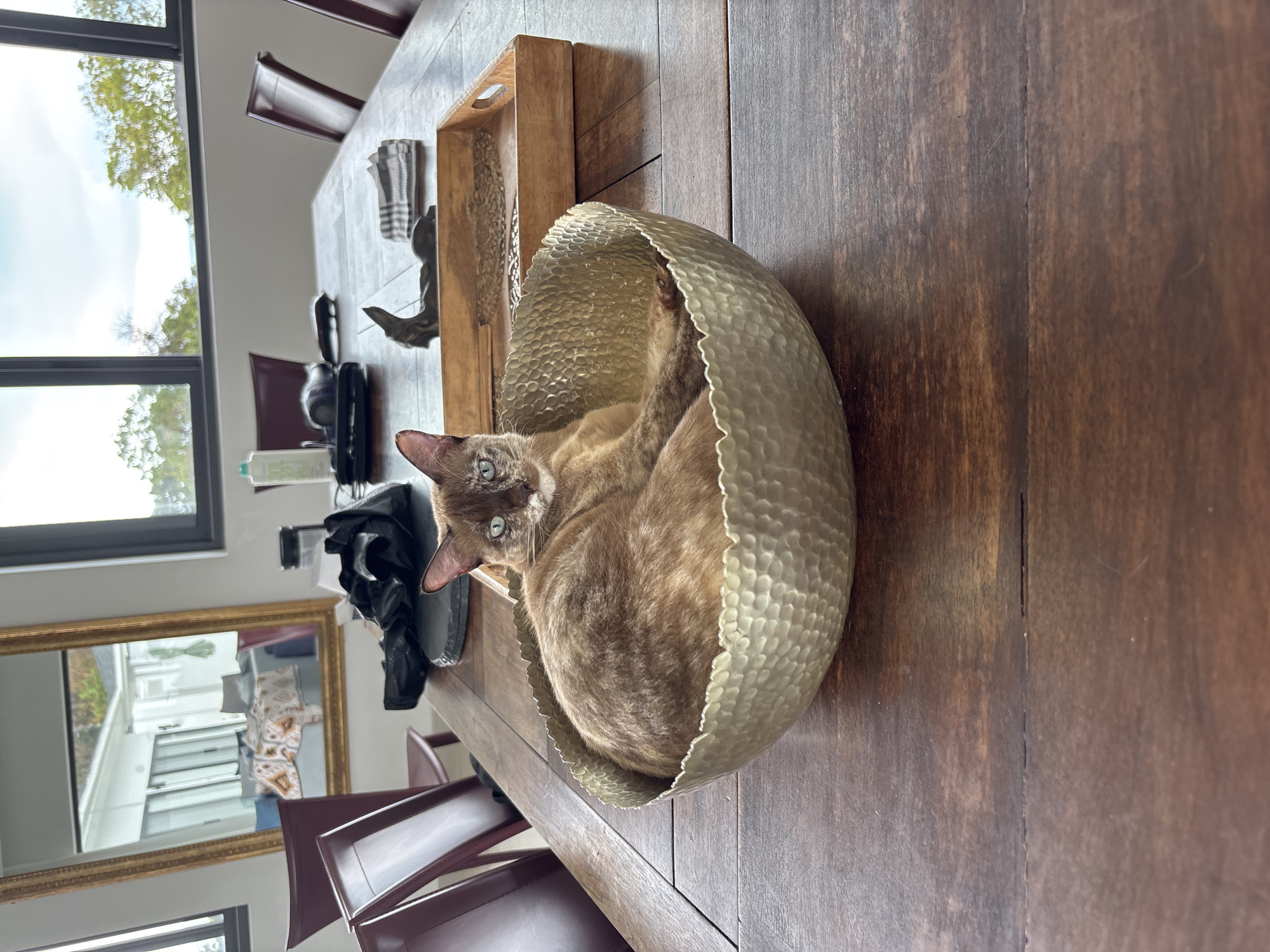 Cat rests in metal bowl on table in Thailand