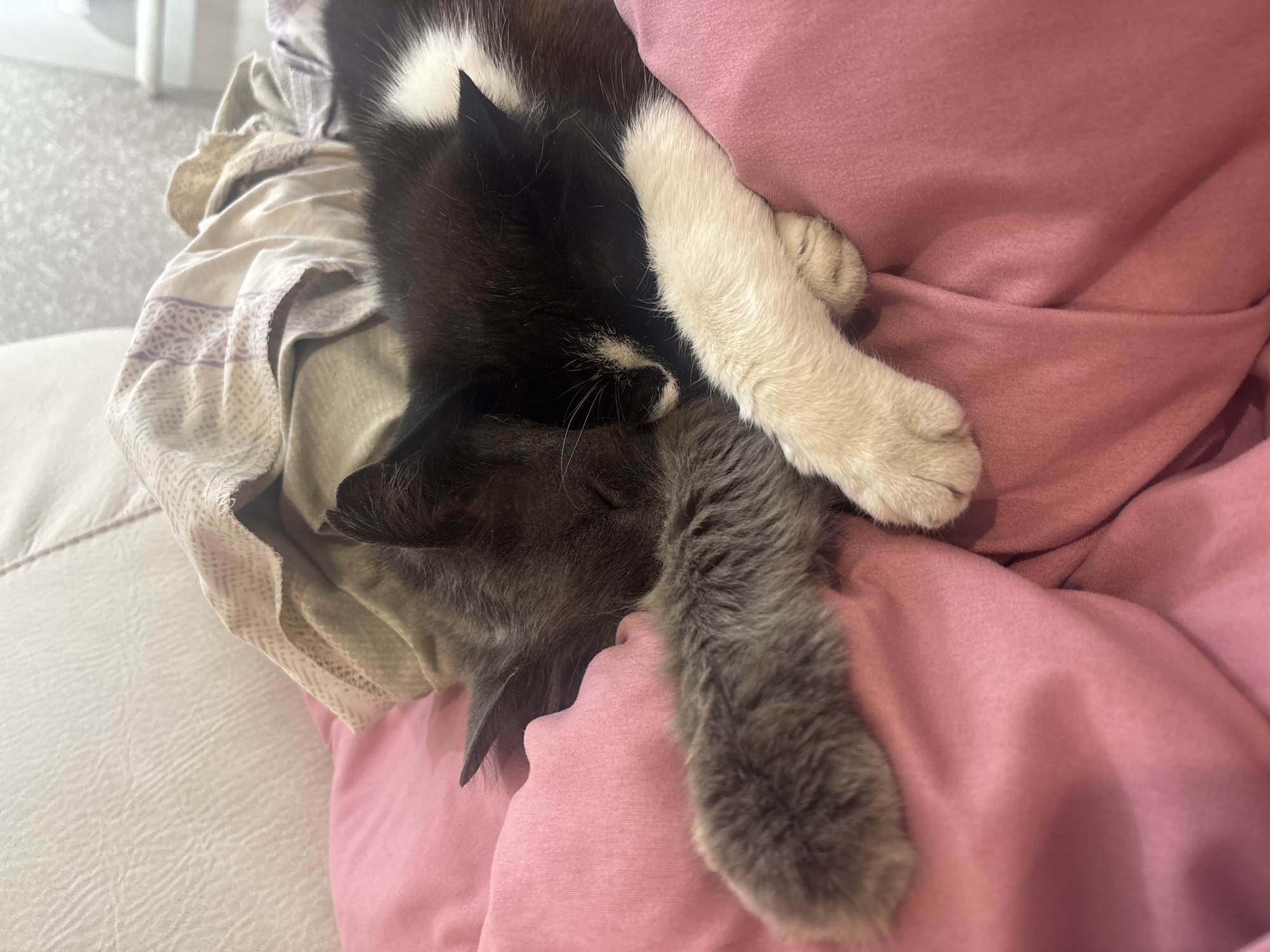 Two cats sleep intertwined on couch in Pokotylivka, Ukraine