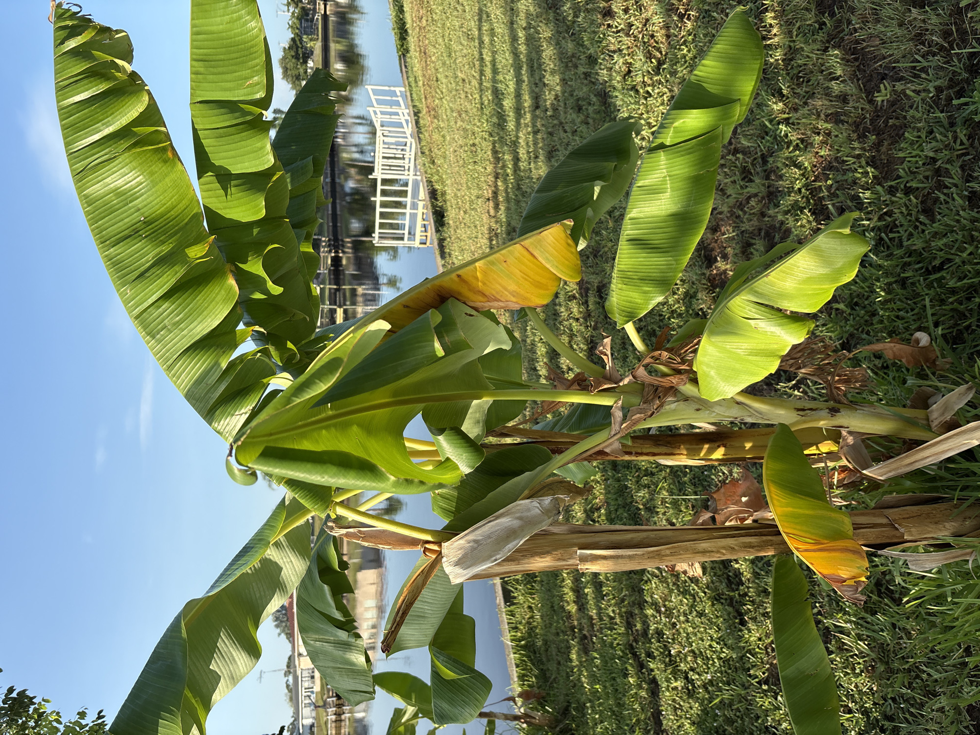 Lazy afternoon at a tropical canal-side property