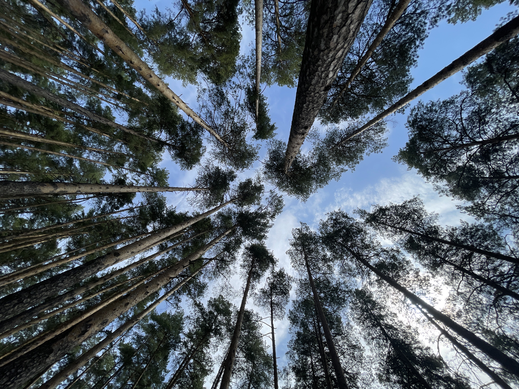 Young woman enjoys morning forest walk in Izhevsk