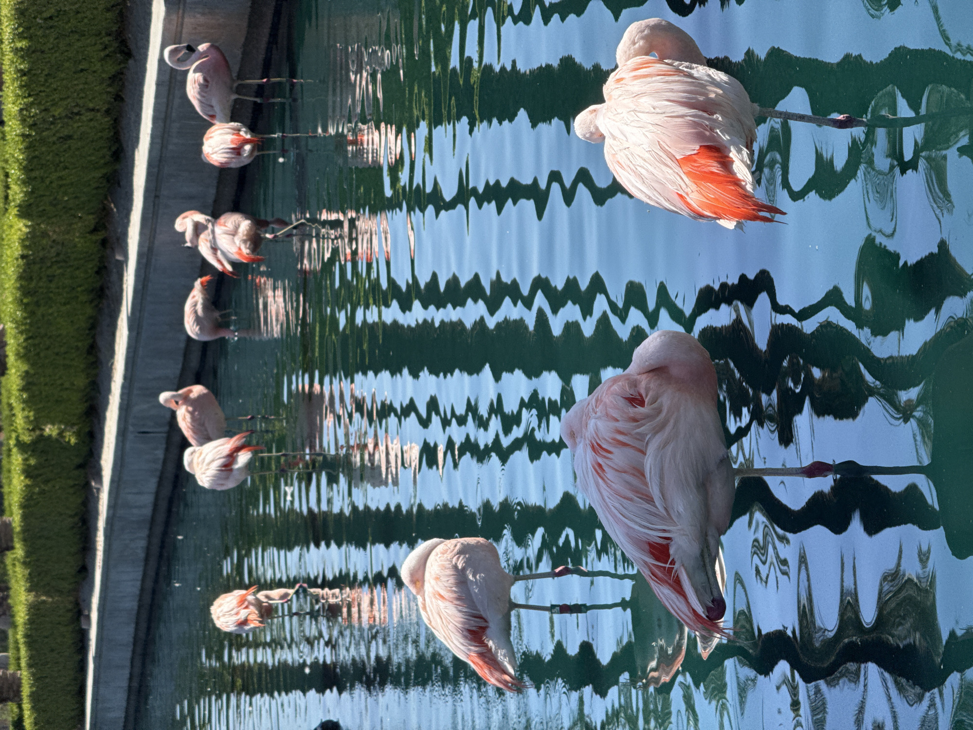 Flamingo flock observed wading in Palm Desert waters