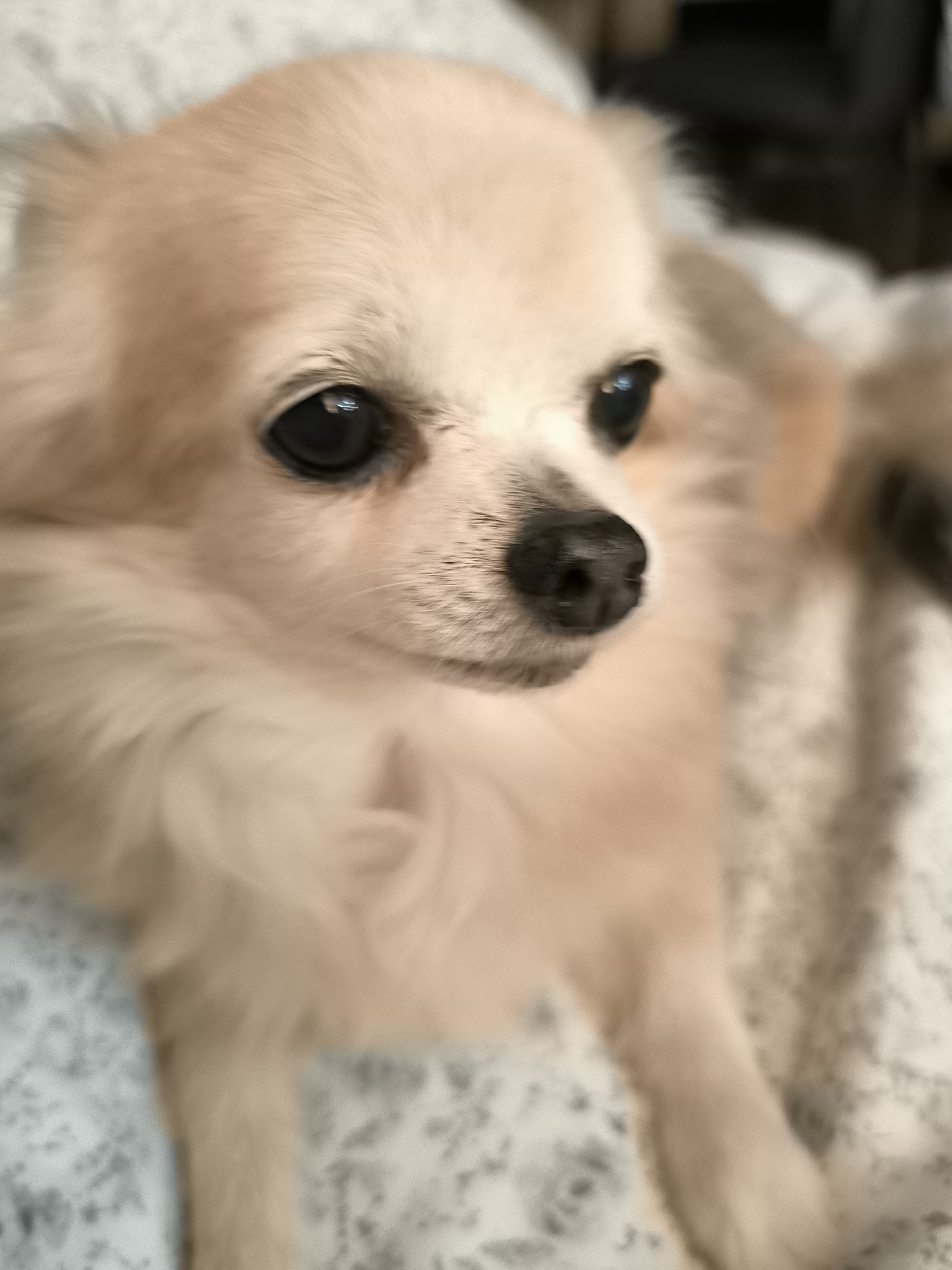 Evening domestic scene features resting Chihuahua and colorful garden lights