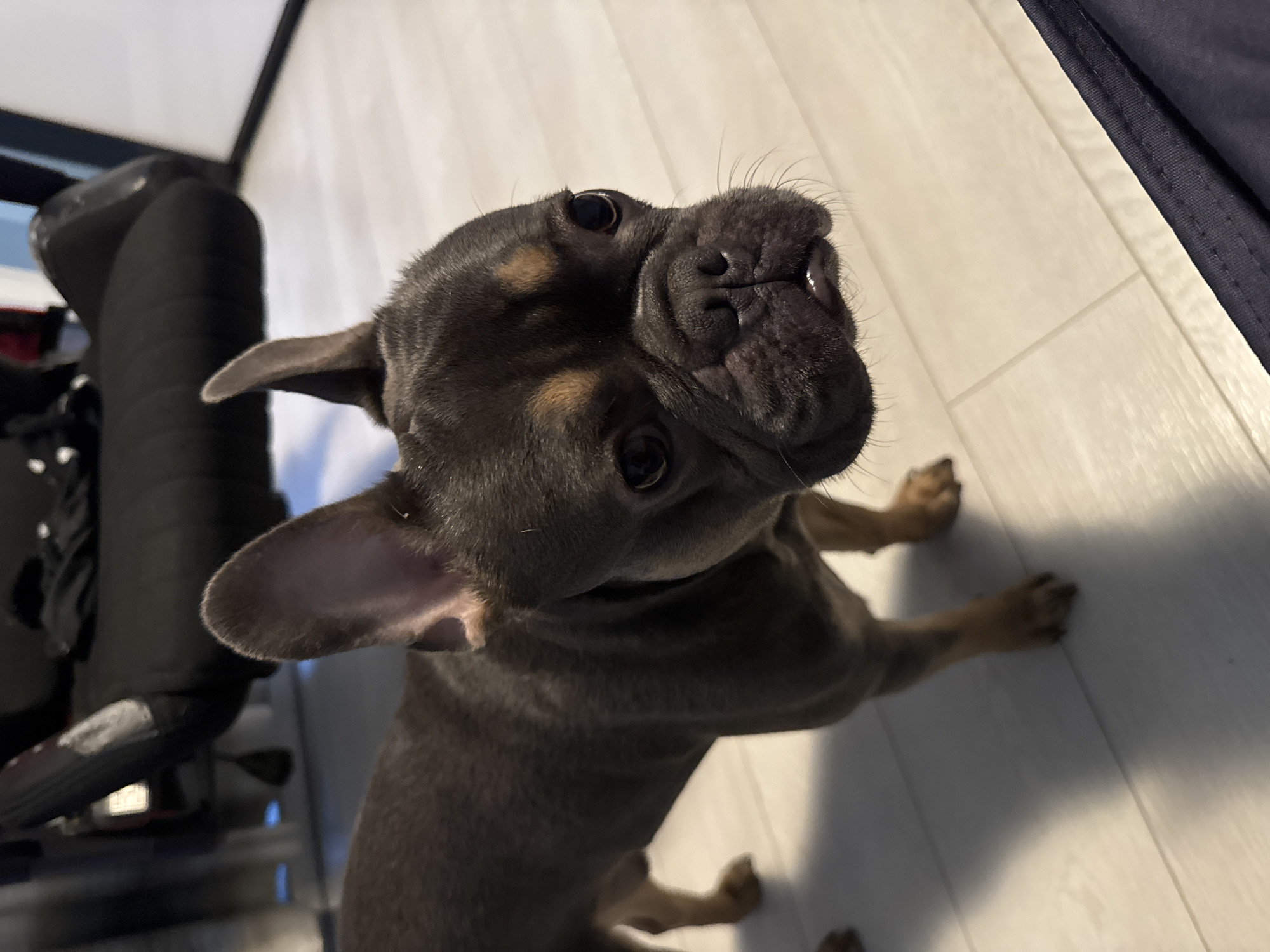 French Bulldog puppy photographed indoors in Burgas, Bulgaria