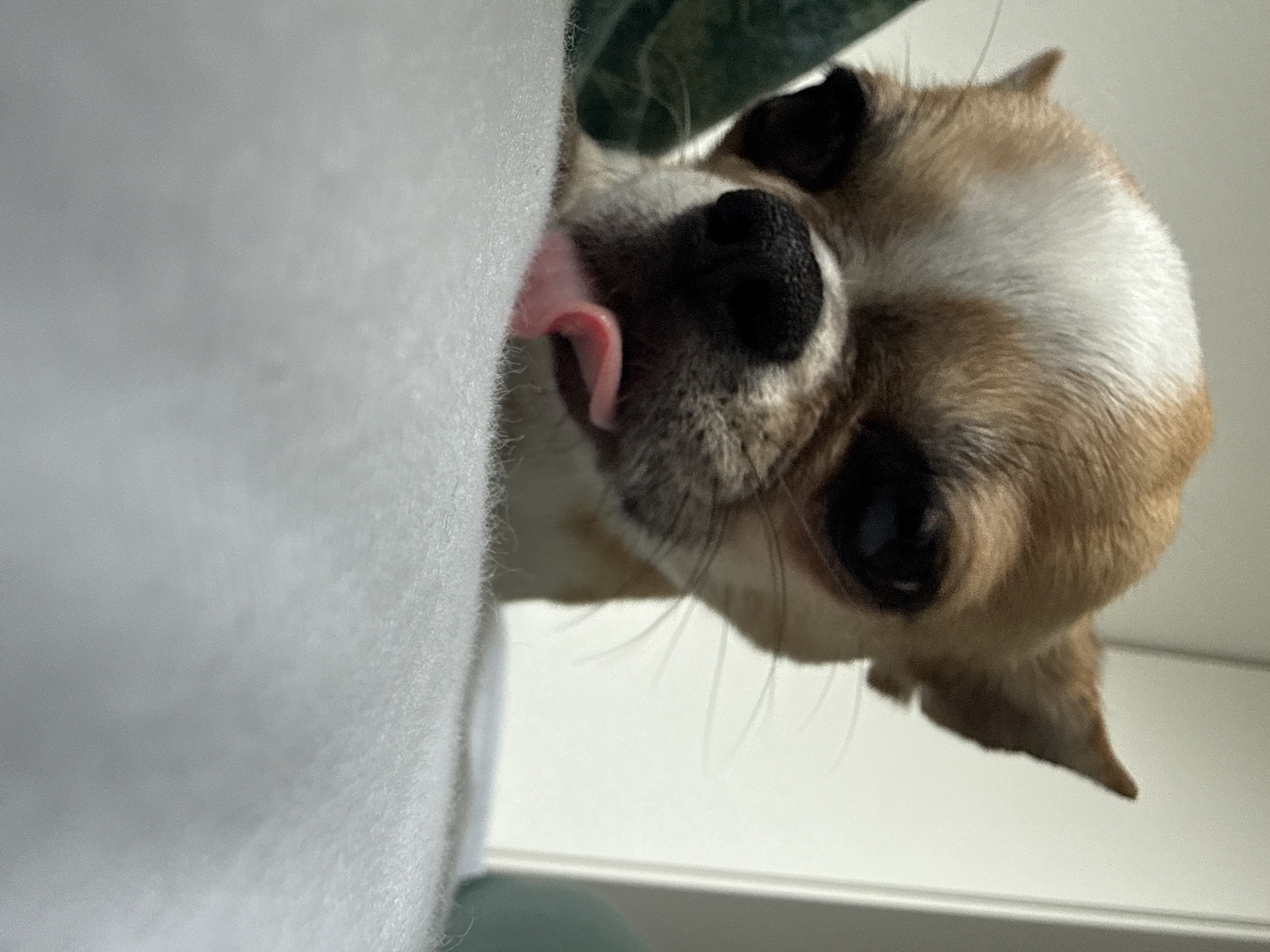 Chihuahua spotted relaxing indoors in Lauchhammer, Germany