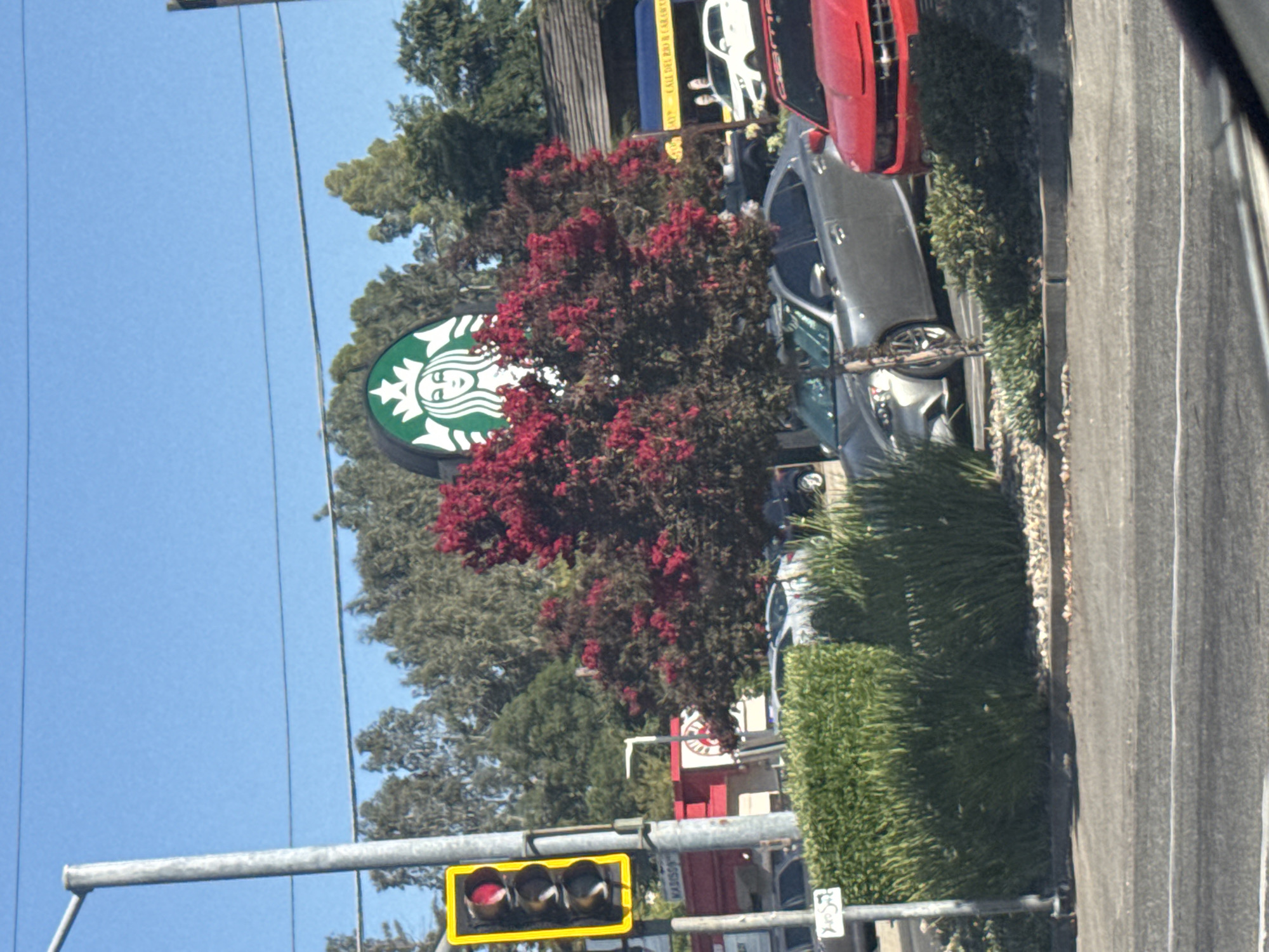 Starbucks sign peers through a red-blossomed tree in Sacramento