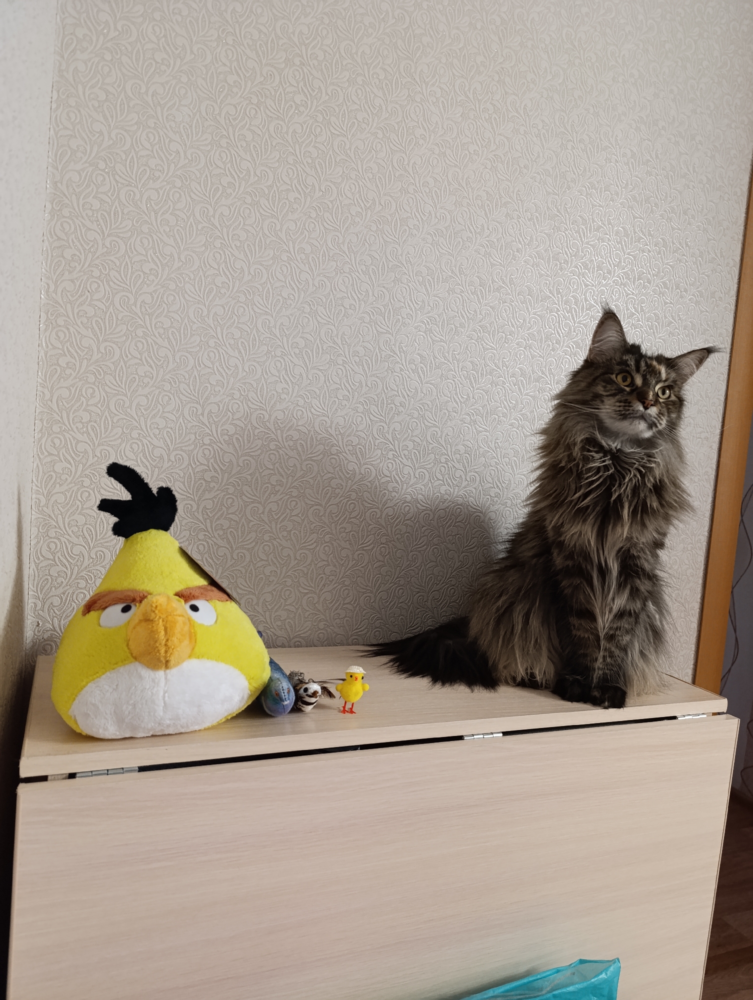 Cat plays with yellow toys on cabinet surface
