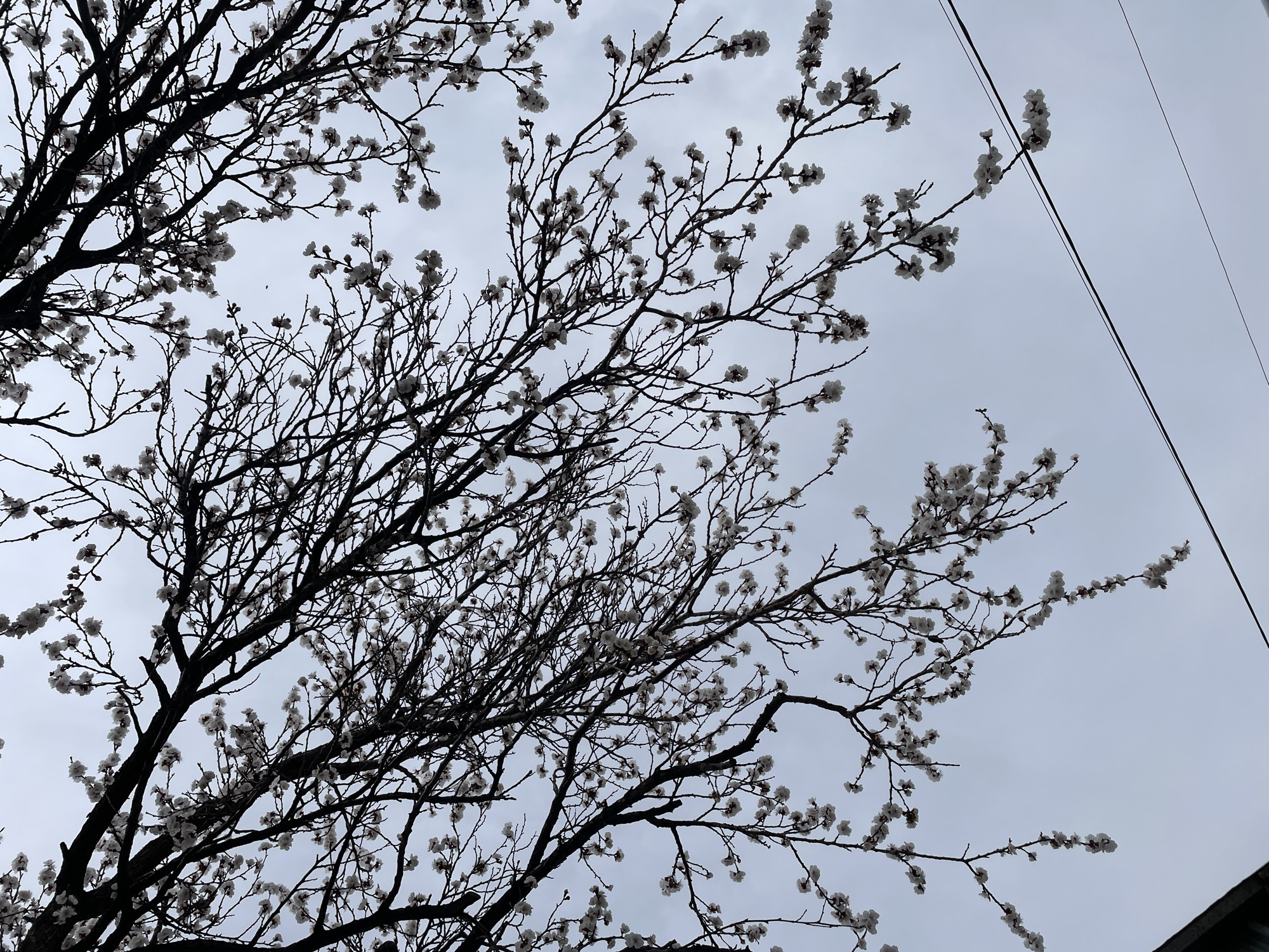 Spring blossoms and pet moments captured in Armenia