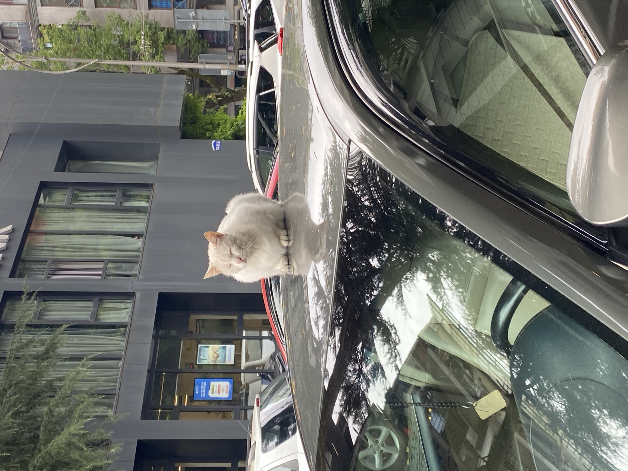 Cats, cacti, and a Tesla on a Batumi afternoon