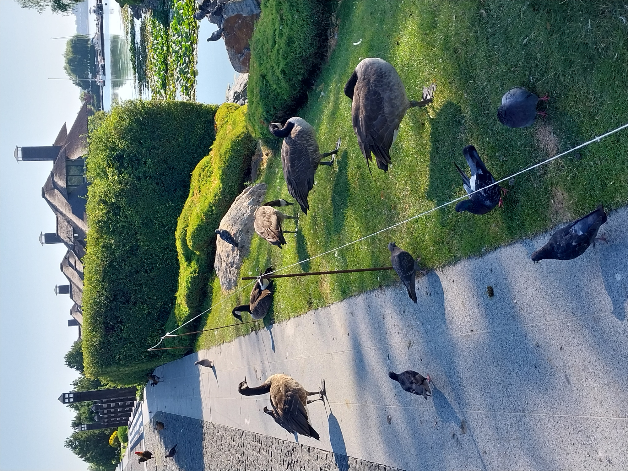 Birds of all kinds hanging out across Dnipro parks and yards