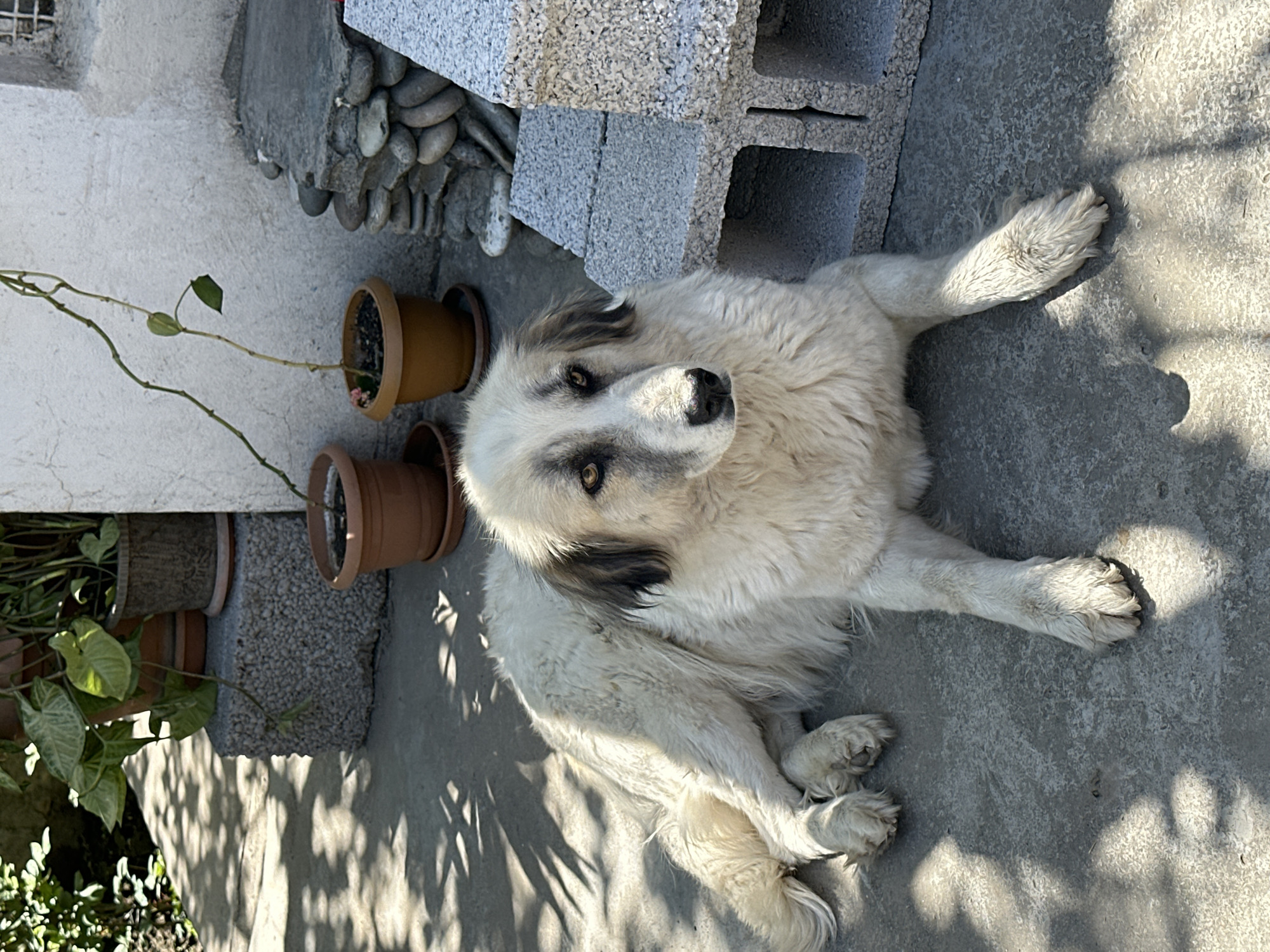 Person and white dog share quiet moment in Agarak