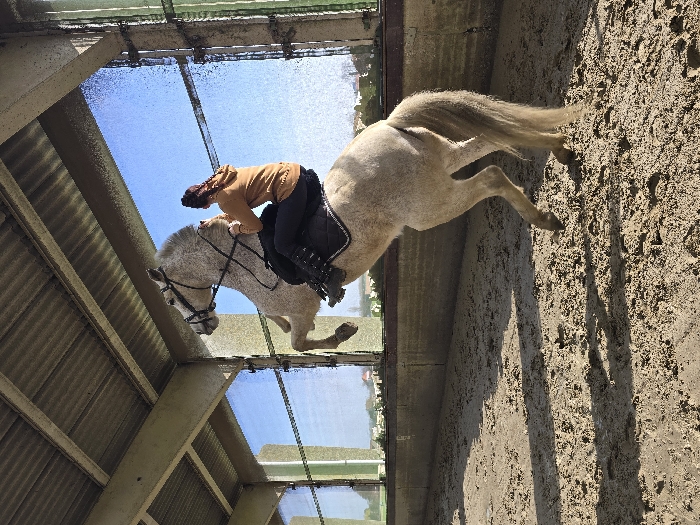 Horse training and care activities documented at Belgian equestrian facility