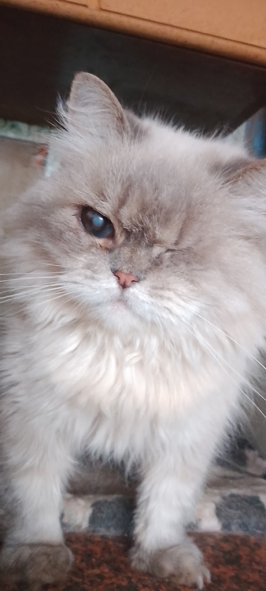 Cats in crates and close-up — looks like a rescue setup