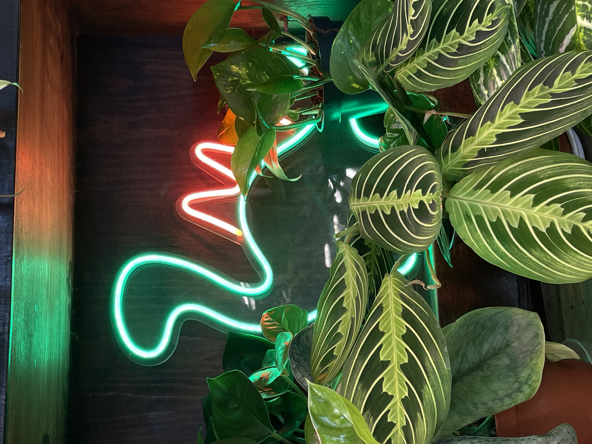 Indoor tropical plant display documented in Saint Petersburg cafe