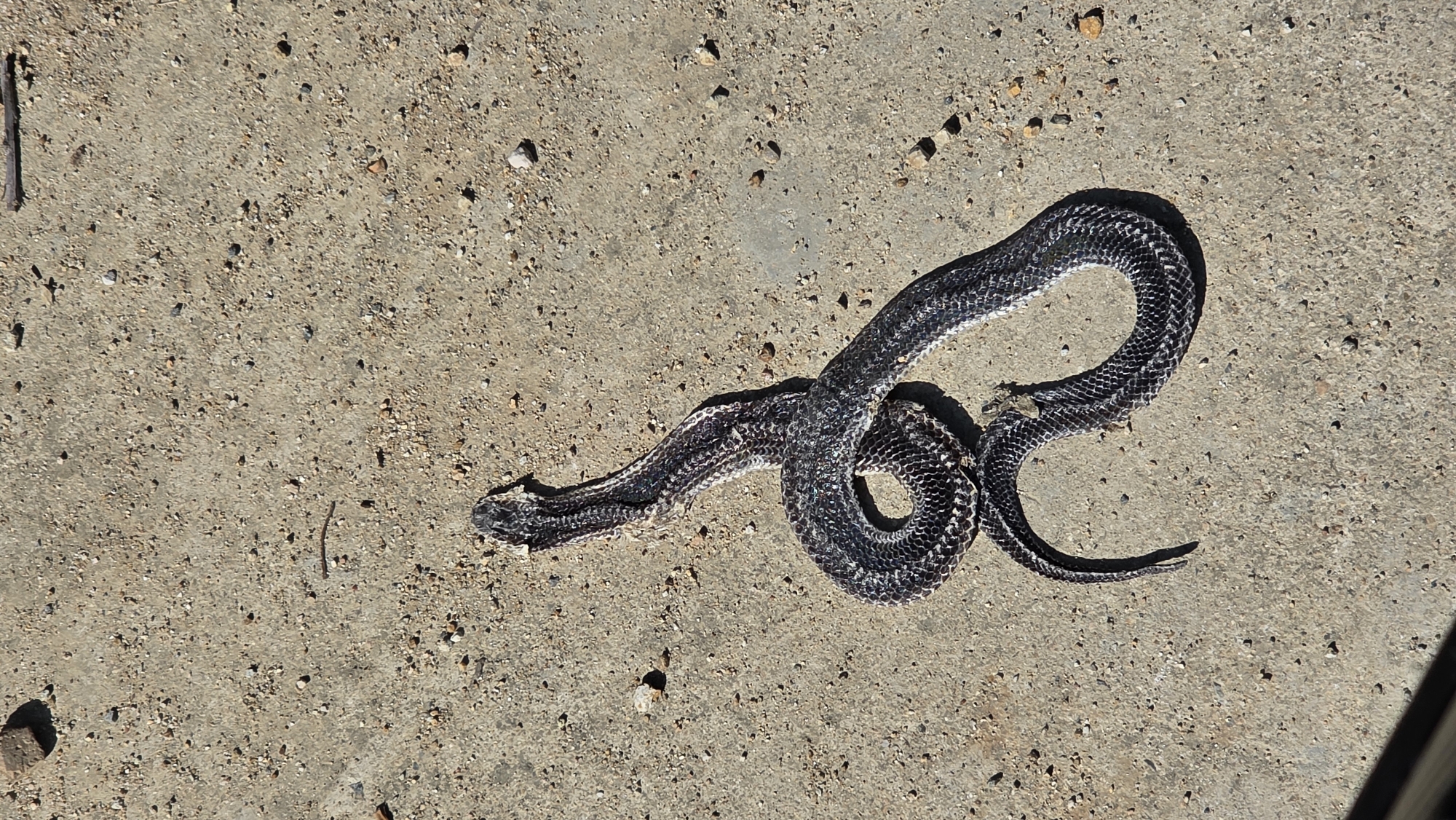 Dead patterned snake found coiled in Ba Ngoi Ward