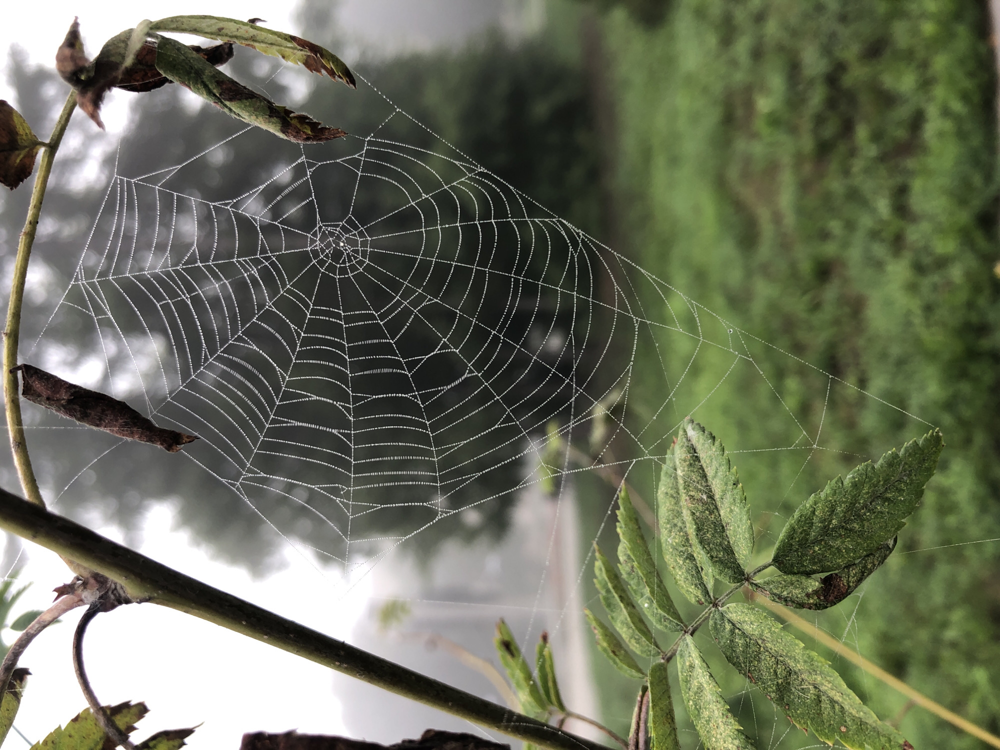 Dew-covered spiderweb glistens in a Kemerovo morning