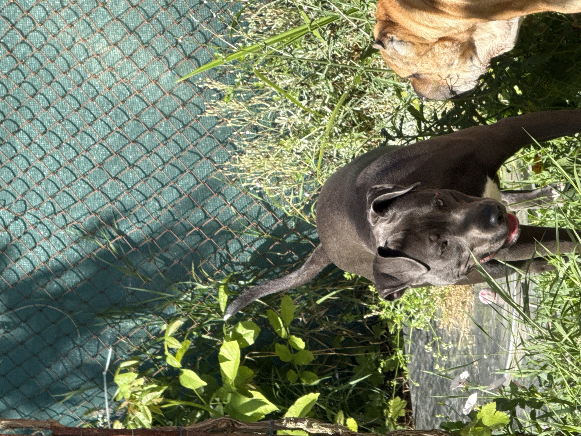 Dogs playing and resting in a Zornitsa yard