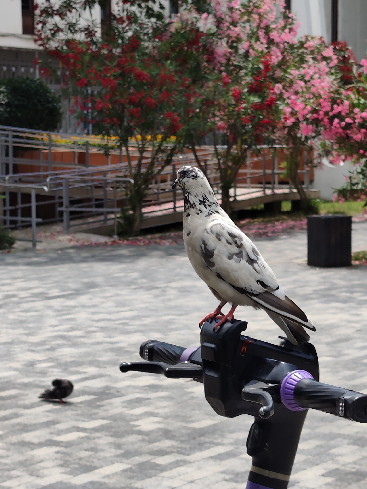 Pigeons and magnolias on a Sochi summer morning