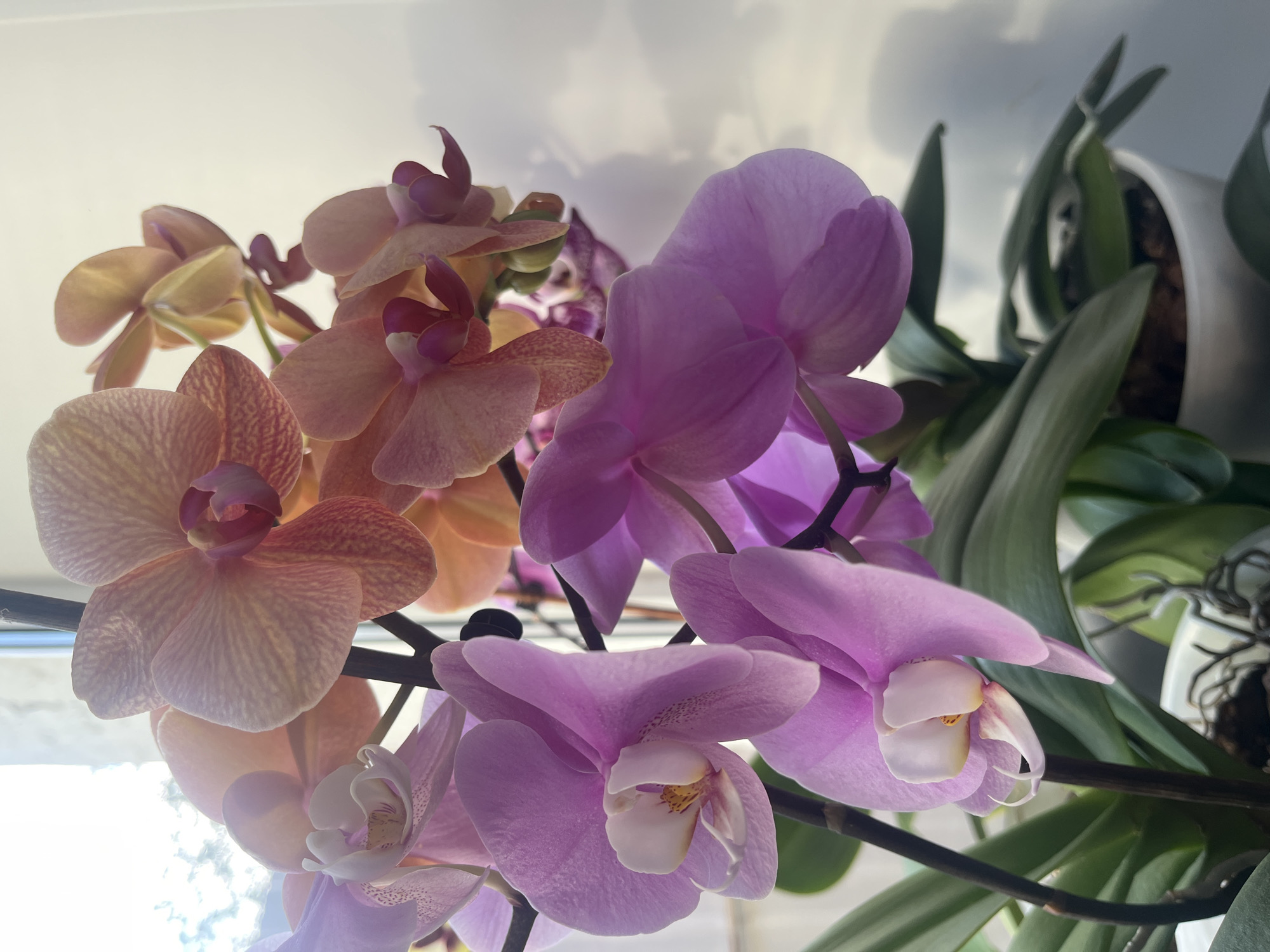 Orchids and home interiors documented in pre-dawn session