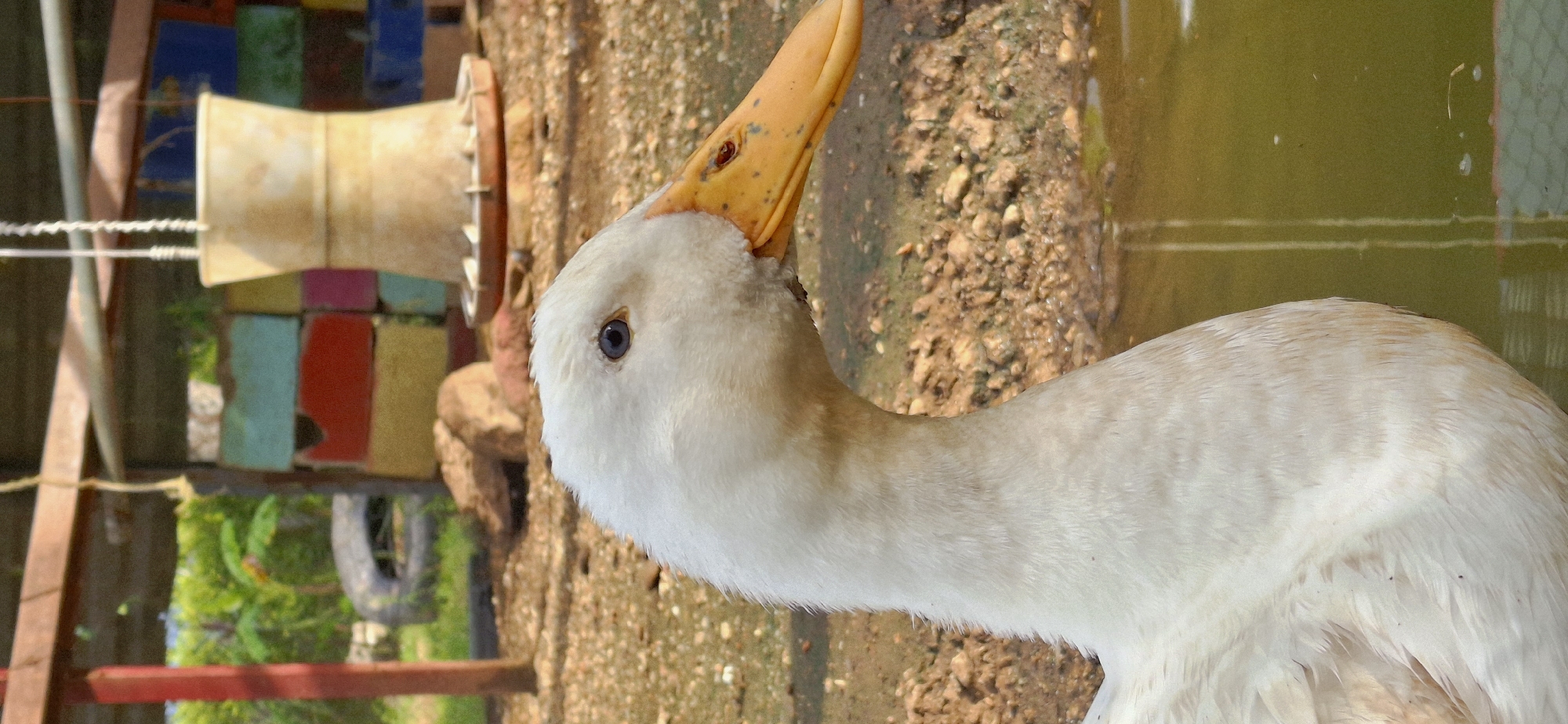Backyard birds and a statue getting a paint job in Vallecito