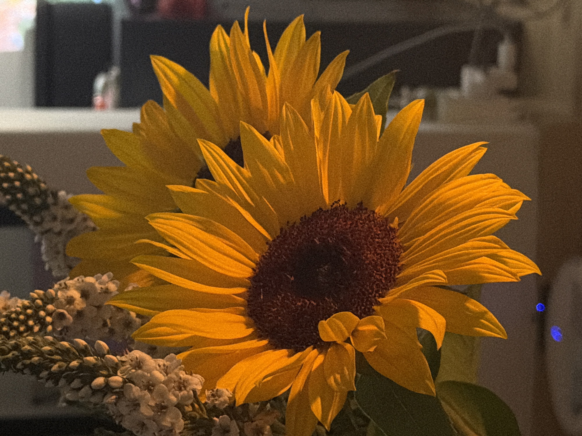 Sunflowers photographed in close-up shots in Cape Town