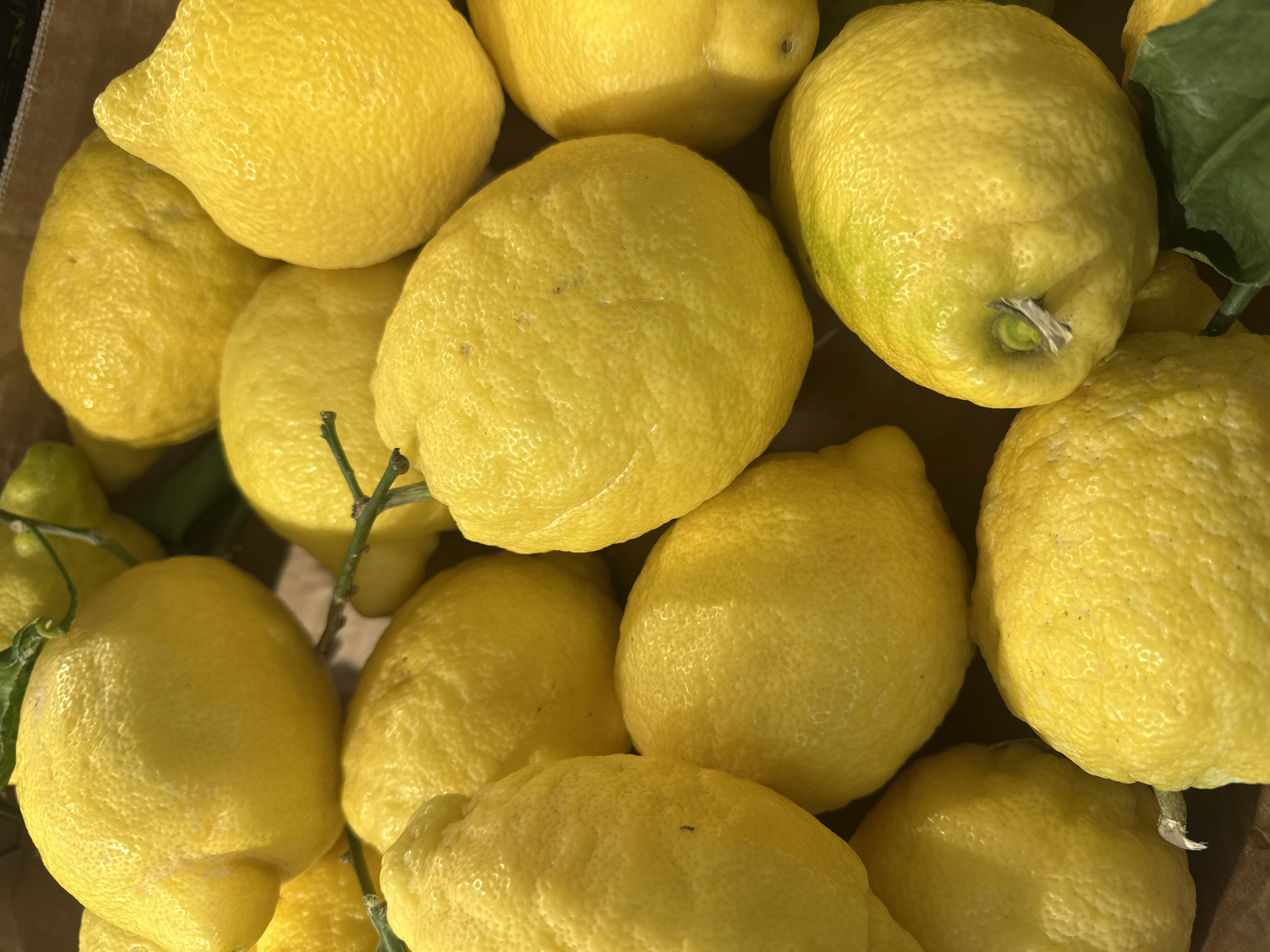 Milan neighborhood morning: street scenes and a grocery run