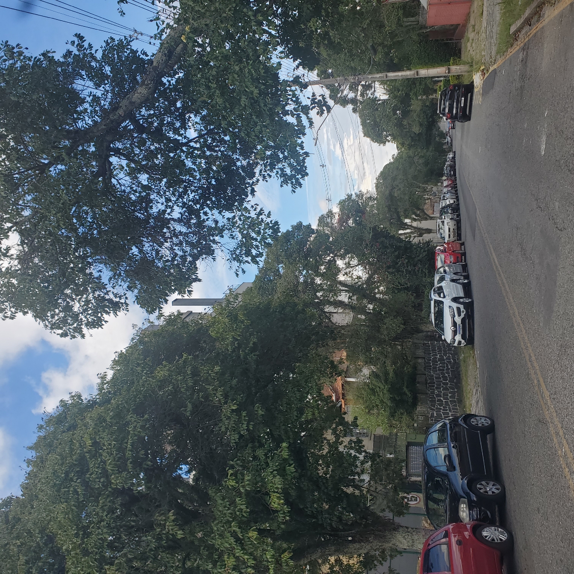 Tree-lined street with parked cars captured in Curitiba