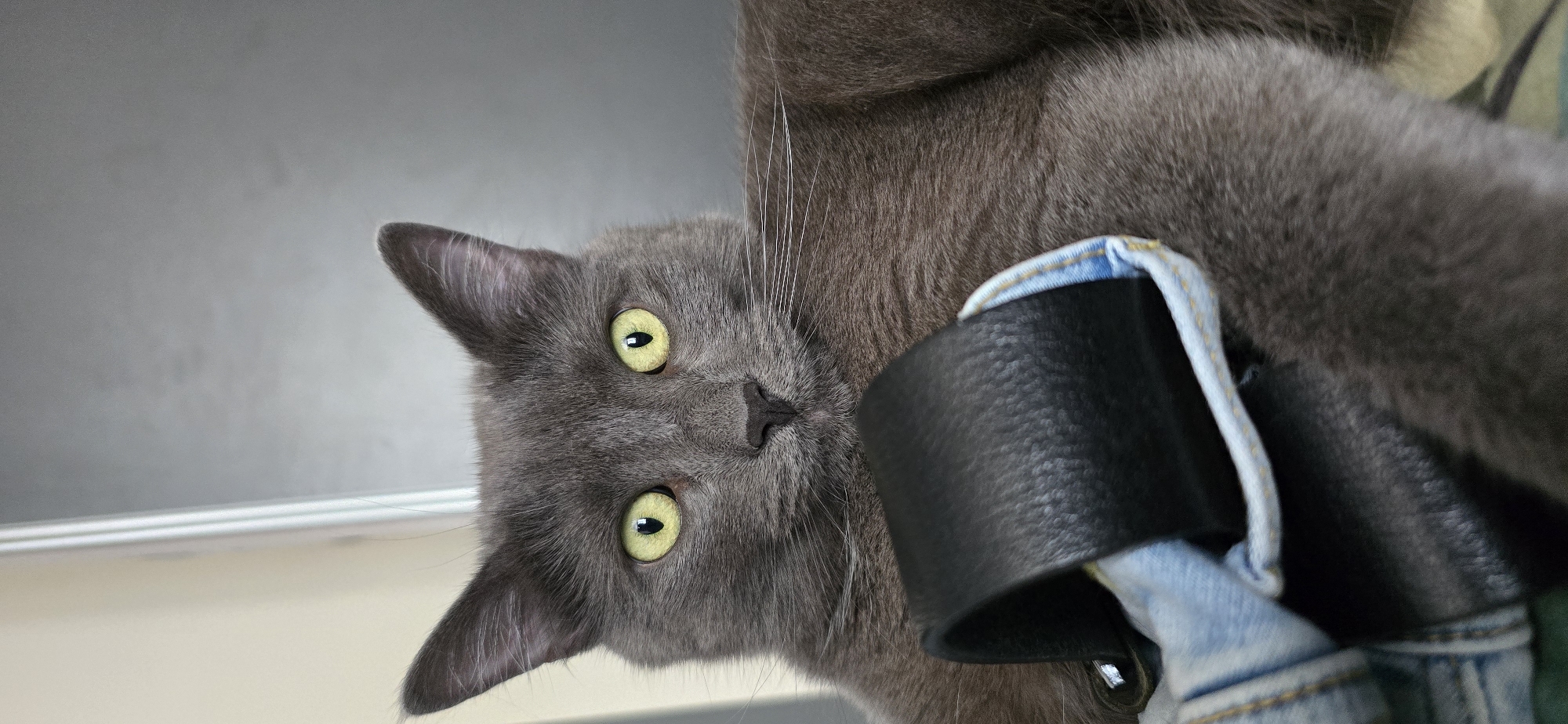 Gray cat at home in Vratsa, thirty photos, one morning