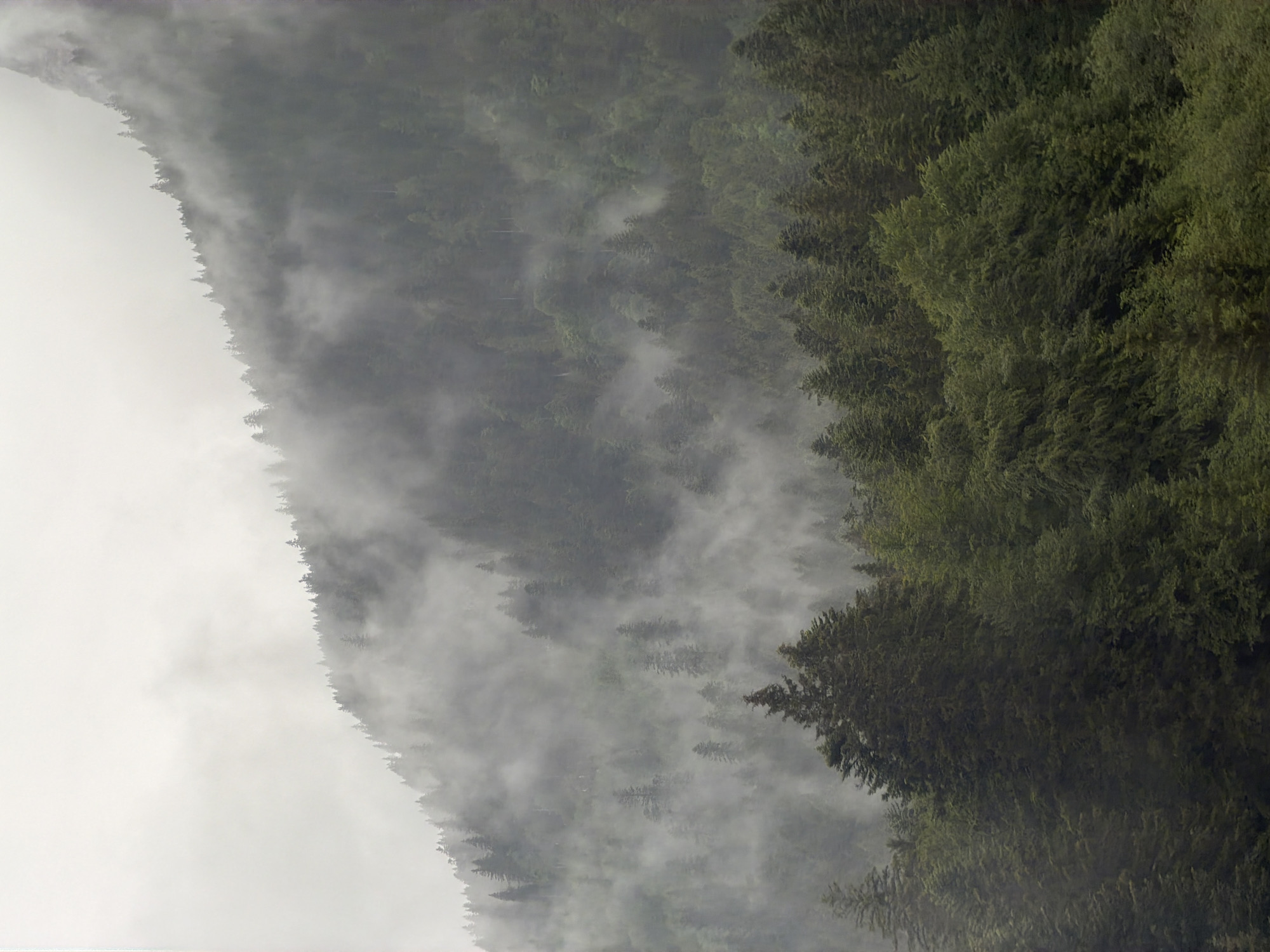 Misty forest conditions documented on Grainau mountainside