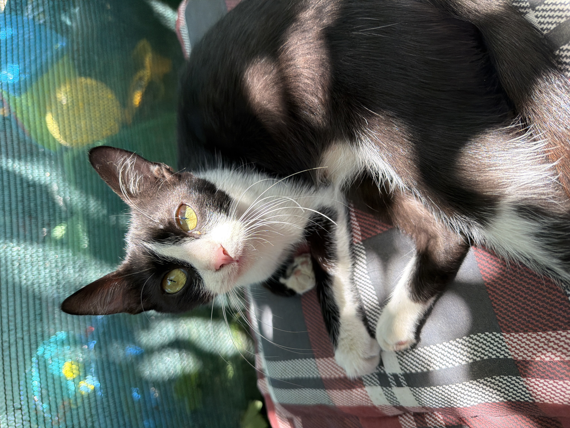 A relaxed cat and a nautical welcome sign on a sunny morning
