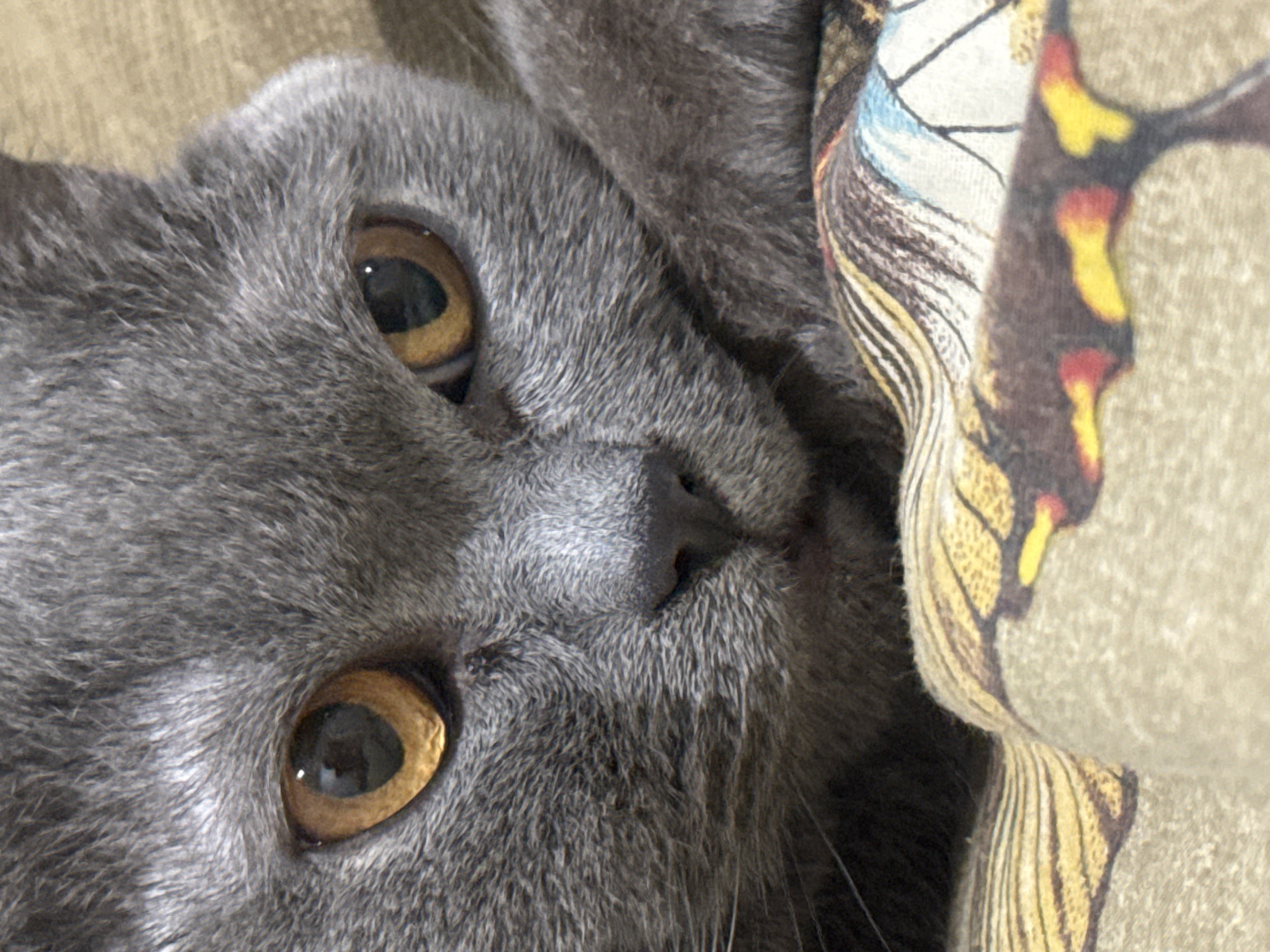 British Shorthair cat lounging at home in Vlora, Albania