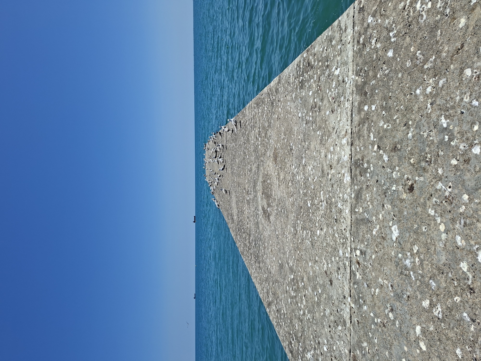 Bright morning at a turquoise coastal pier with seagulls and sea views.