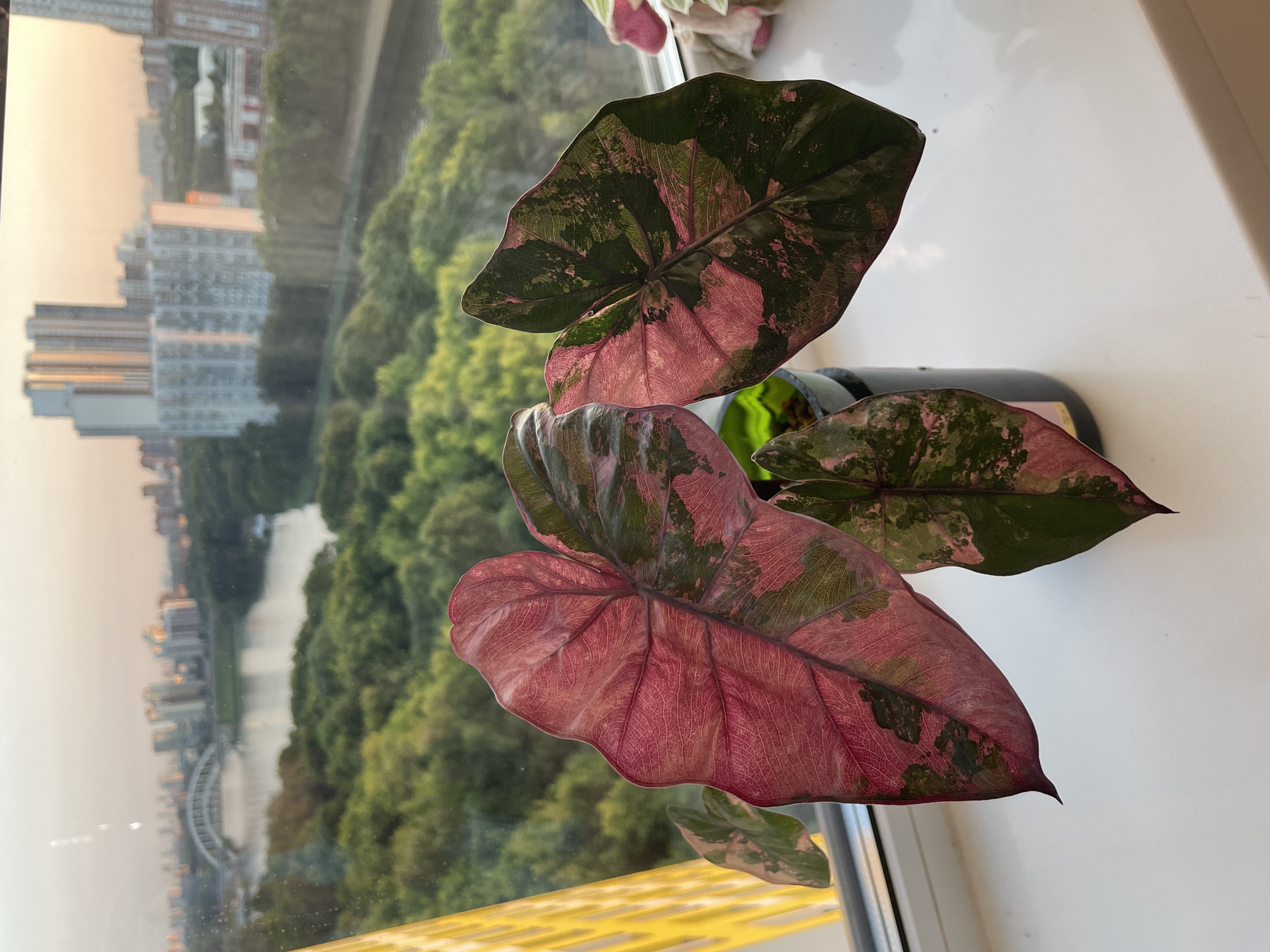 Summer evening in Khimki: plants, champagne, and city views