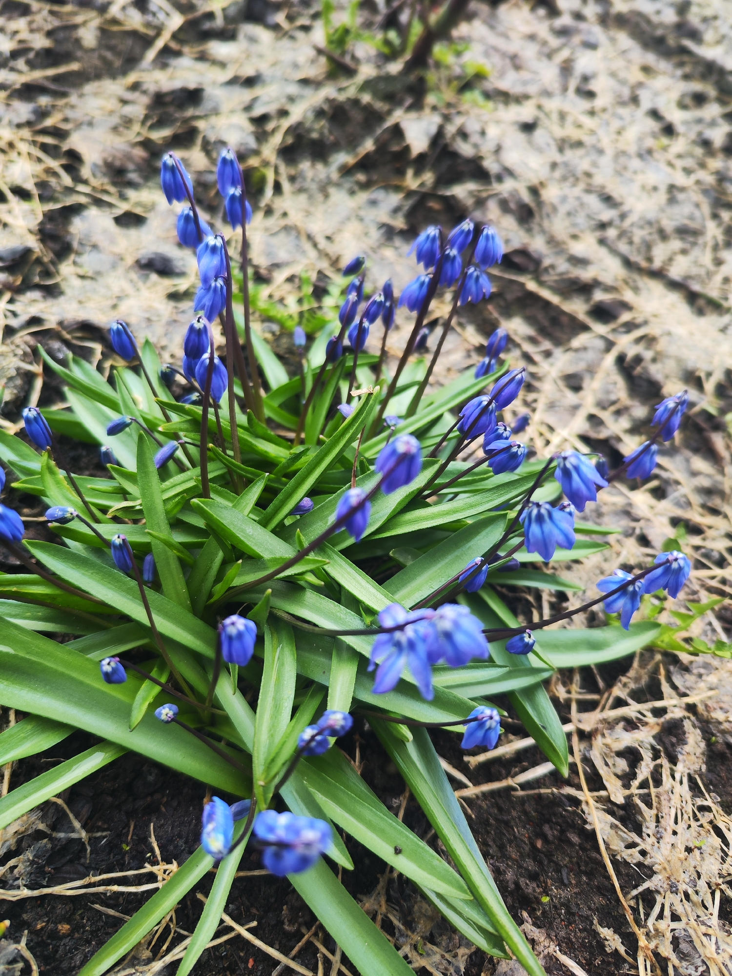 Spring wildflowers bloom in Chaikovsky, Russia