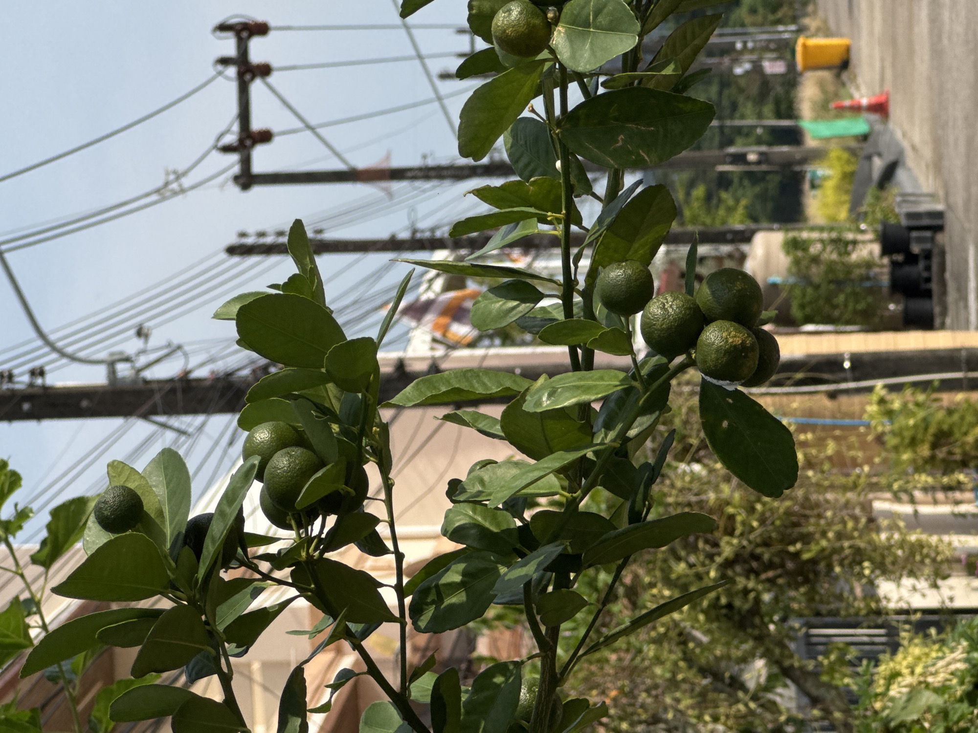 Unripe citrus tree observed in Kathu, Thailand