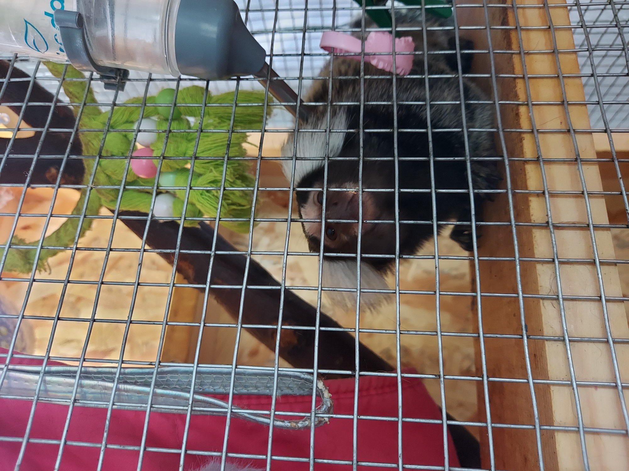 Morning domestic scenes: caged marmosets, resting cats, dogs, motorcycle